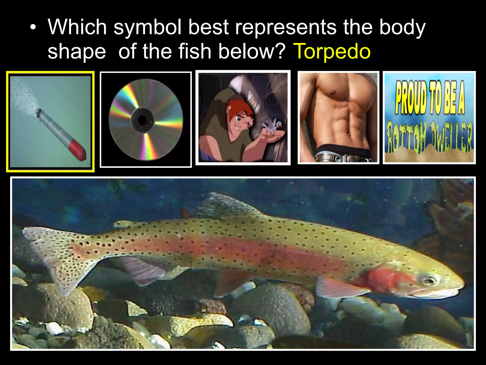 • Which symbol best represents the body
shape of the fish below? Torpedo
 