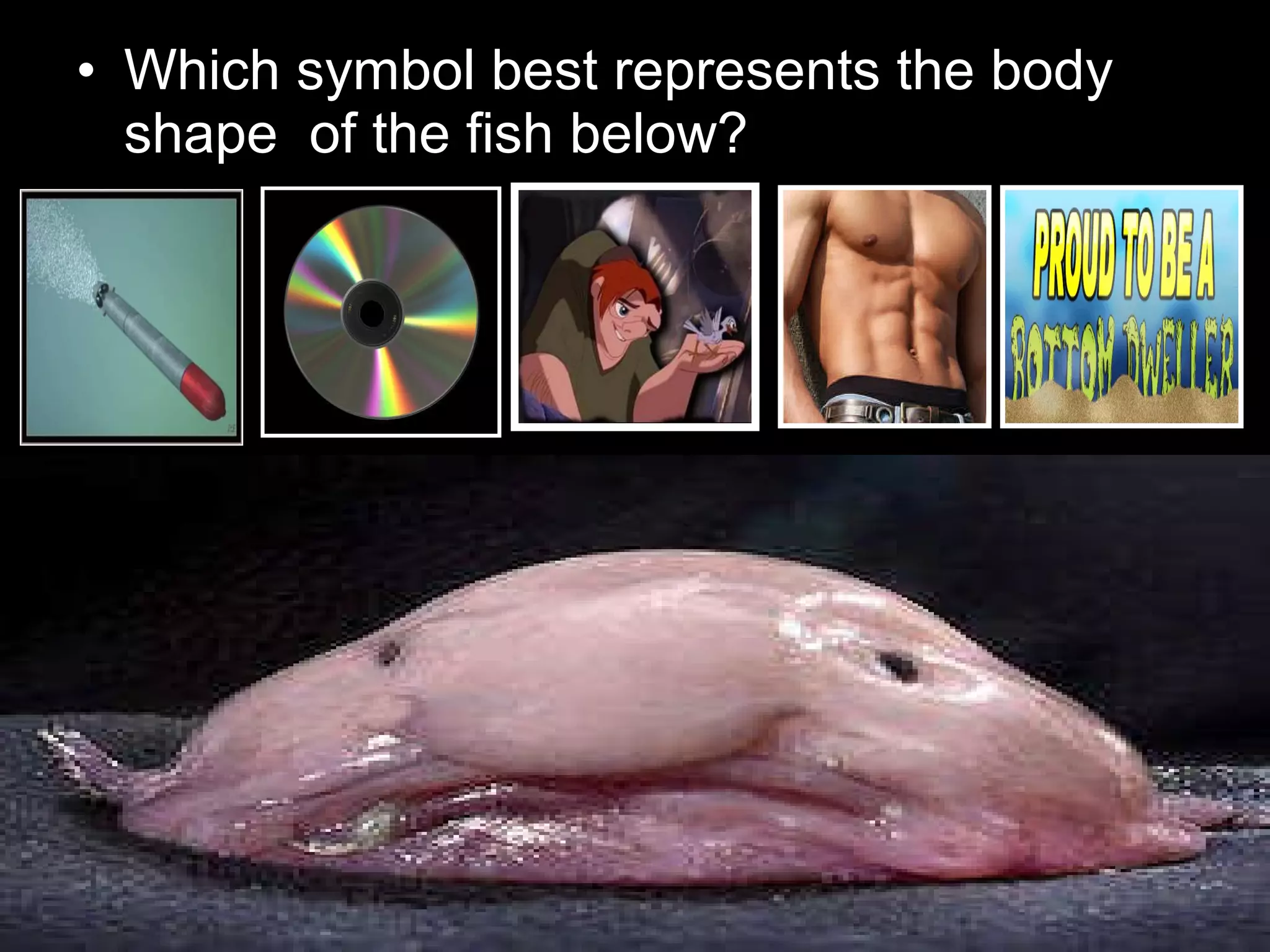 • Which symbol best represents the body
shape of the fish below?
 