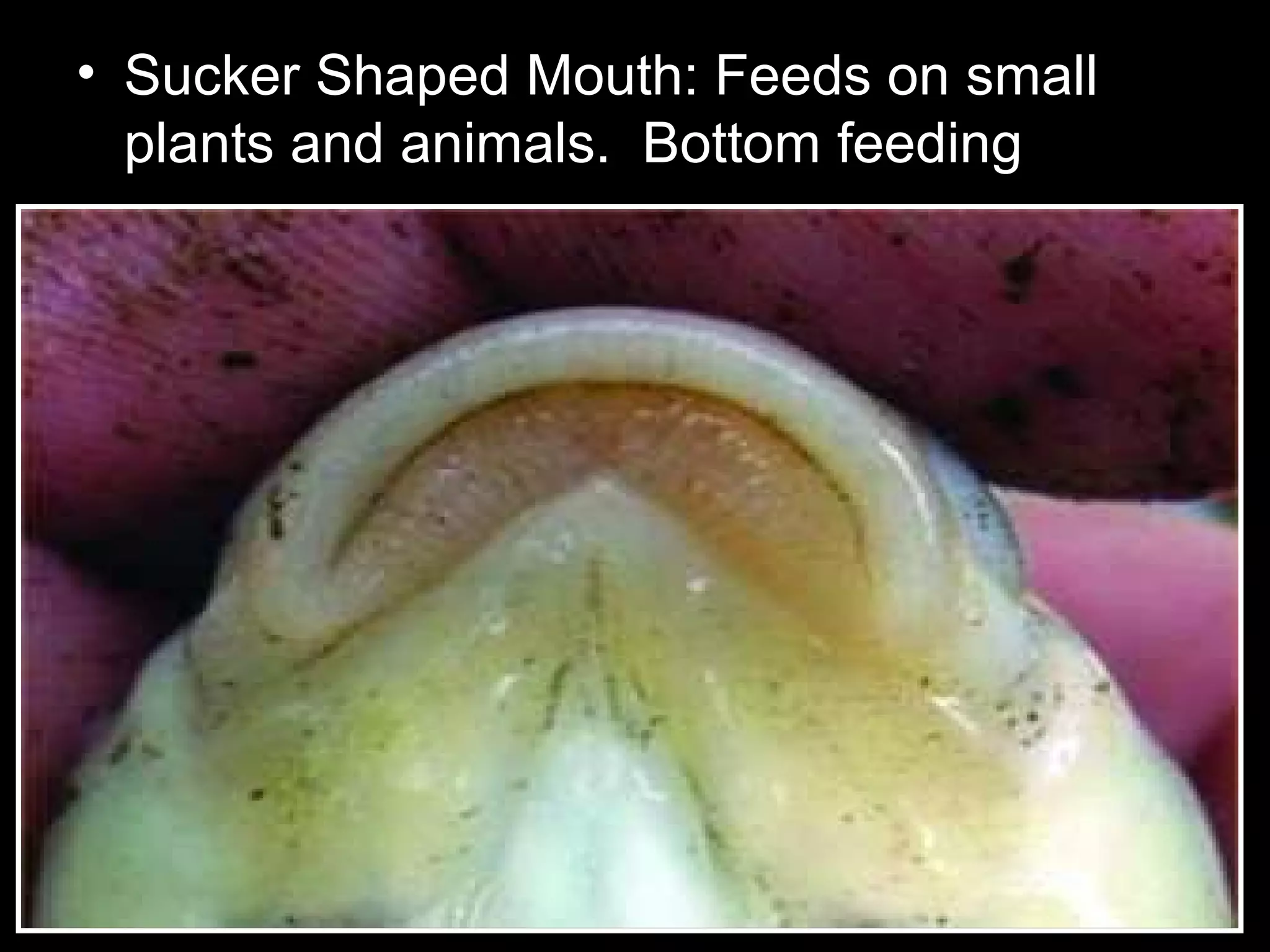 • Sucker Shaped Mouth: Feeds on small
plants and animals. Bottom feeding
 