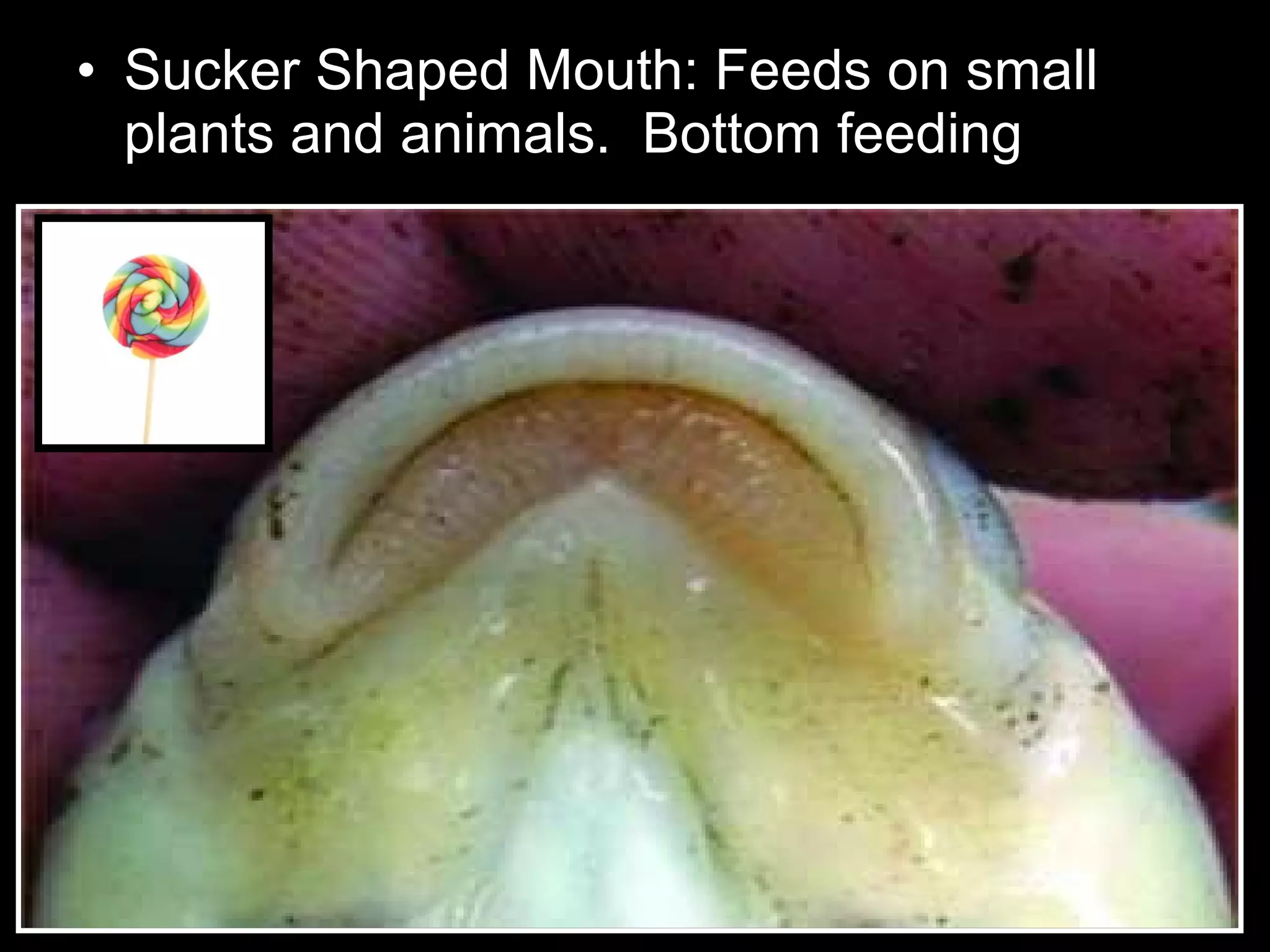 • Sucker Shaped Mouth: Feeds on small
plants and animals. Bottom feeding
 