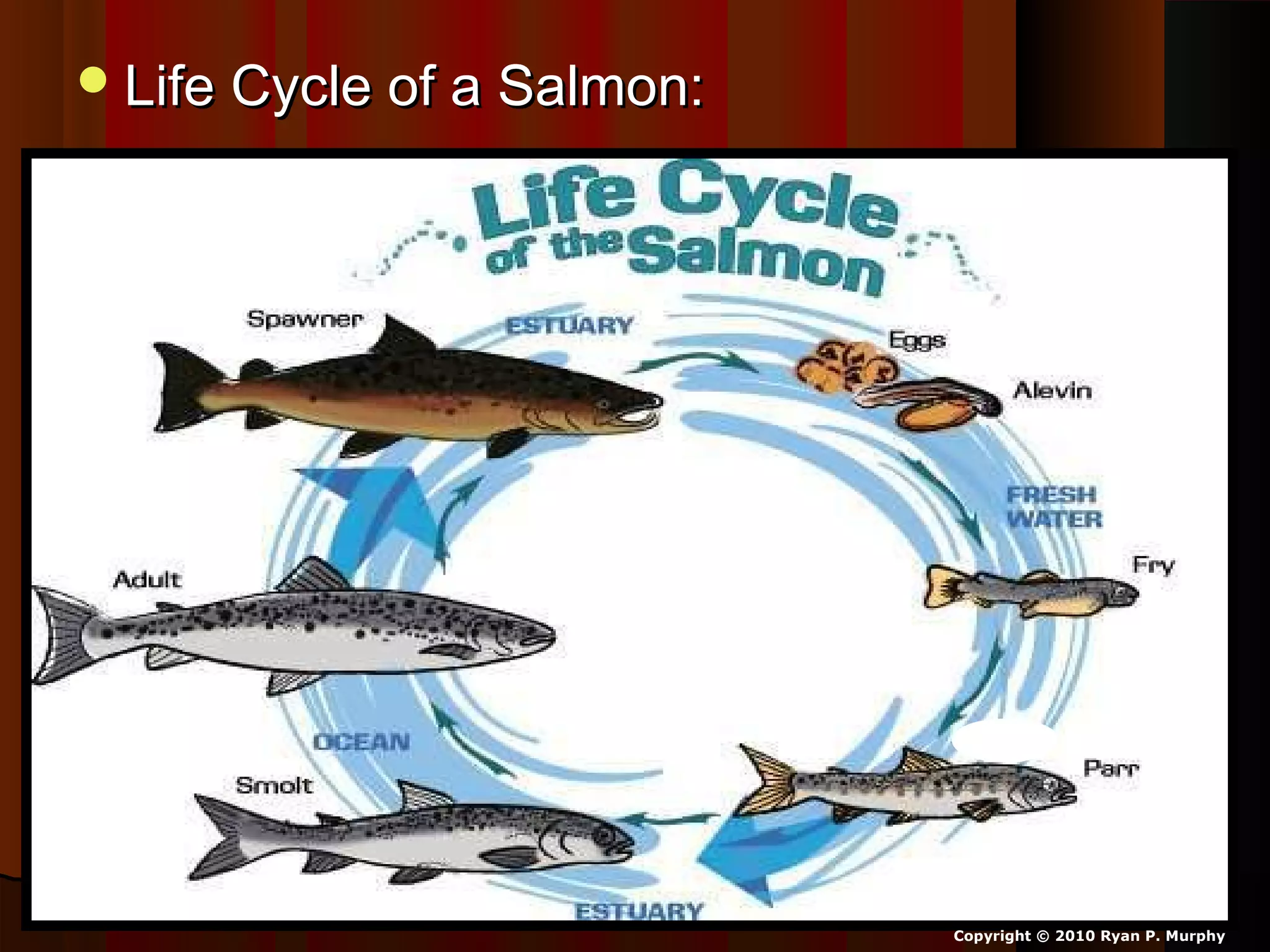 Life Cycle of a Salmon:Life Cycle of a Salmon:
Copyright © 2010 Ryan P. Murphy
 