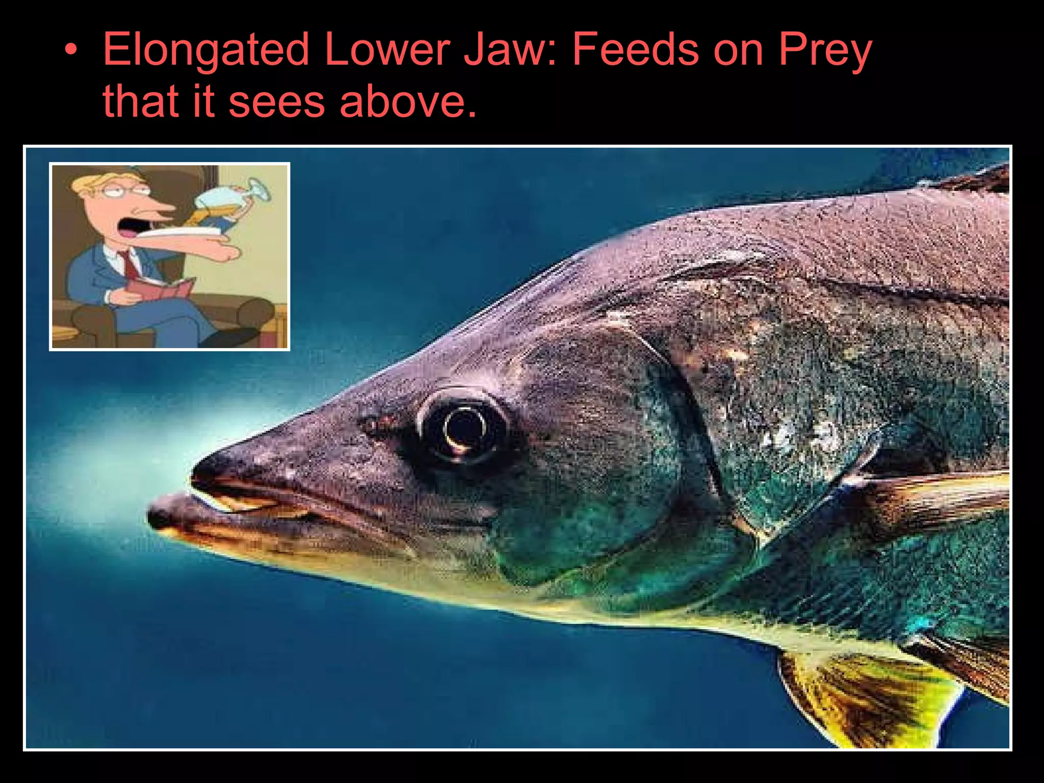 • Elongated Lower Jaw: Feeds on Prey
that it sees above.
 