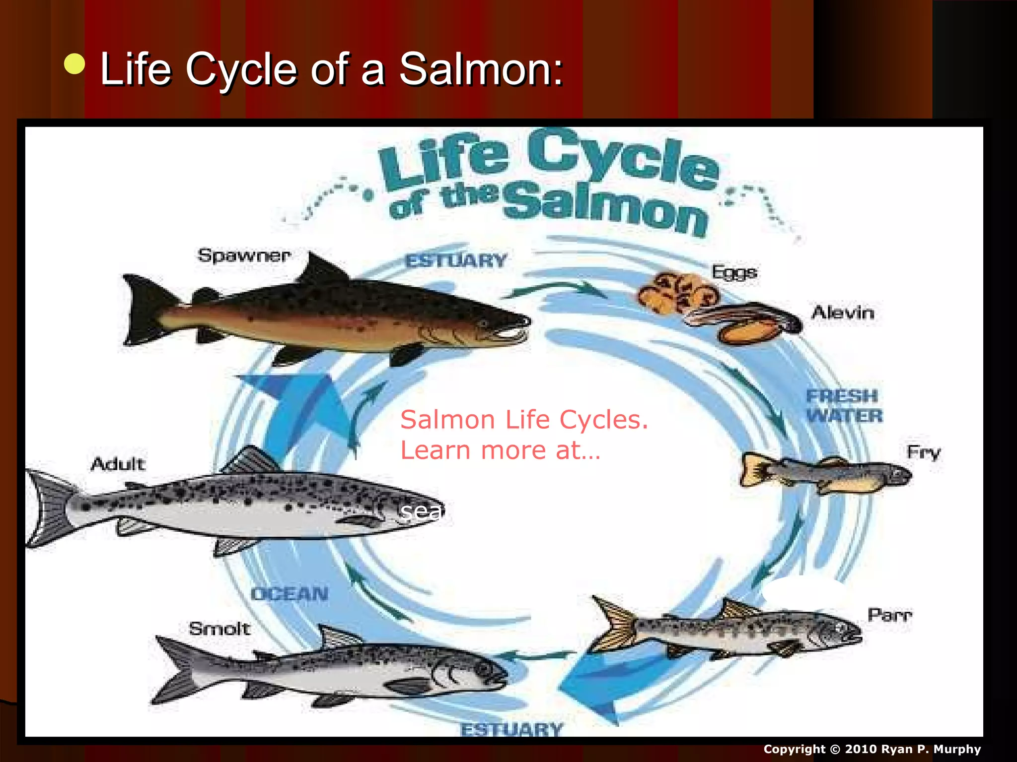 Life Cycle of a Salmon:Life Cycle of a Salmon:
Copyright © 2010 Ryan P. Murphy
Salmon Life Cycles.
Learn more at…
http://www.fishex.com/
seafood/salmon/salmon-
life-cycles.html
 