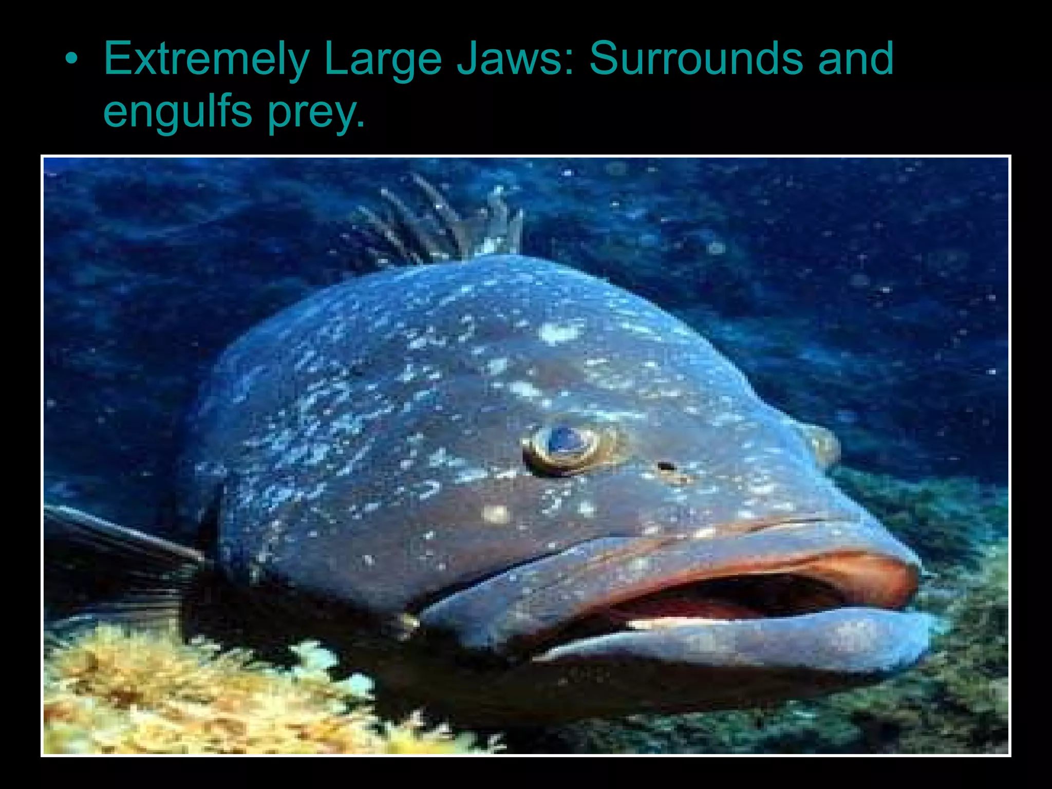 • Extremely Large Jaws: Surrounds and
engulfs prey.
 