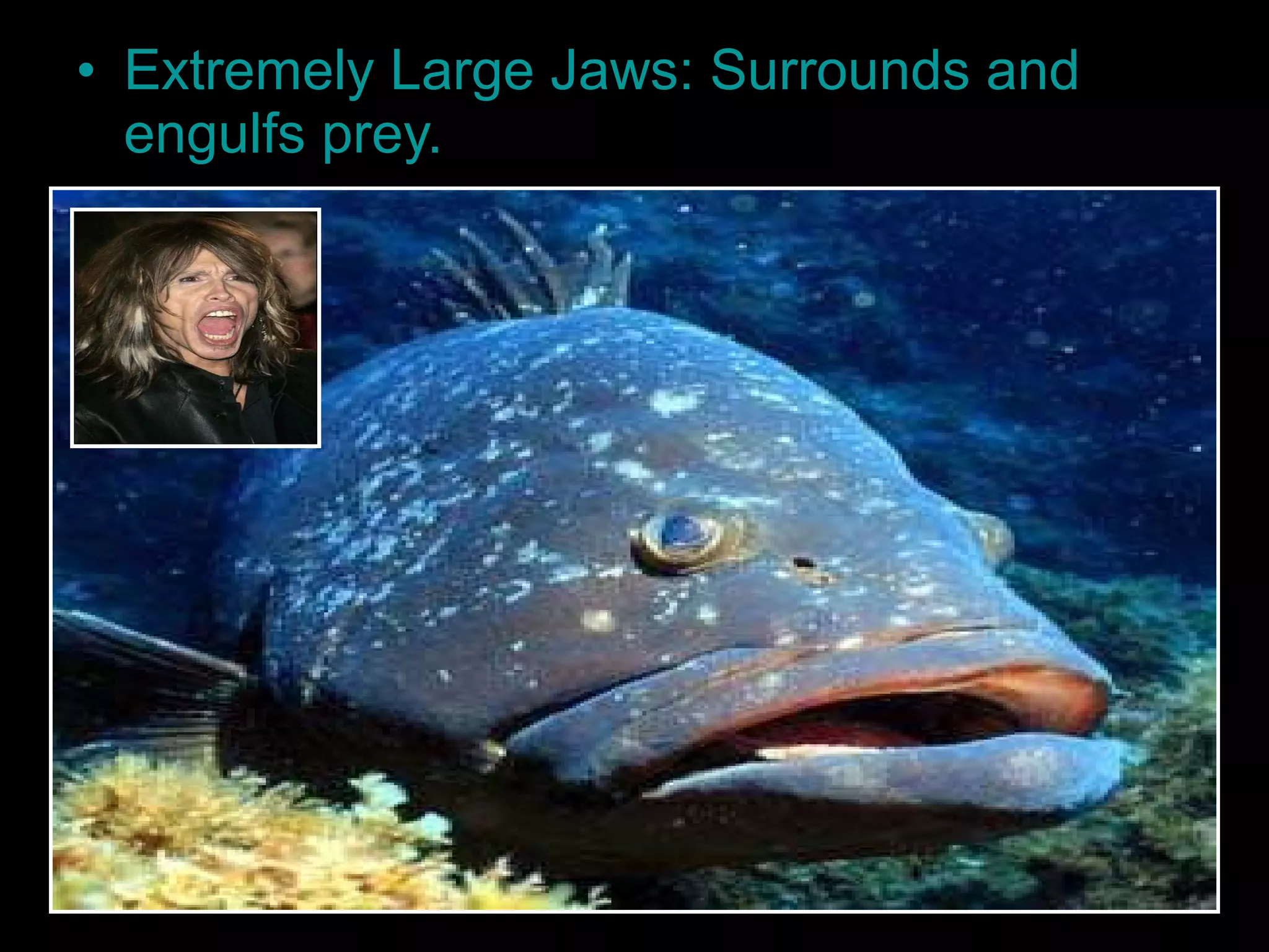 • Extremely Large Jaws: Surrounds and
engulfs prey.
 