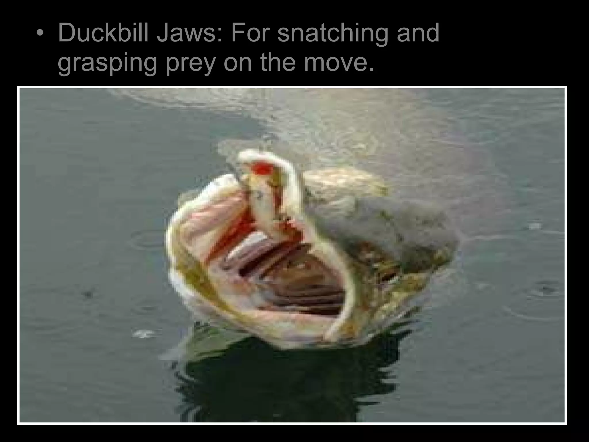 • Duckbill Jaws: For snatching and
grasping prey on the move.
 