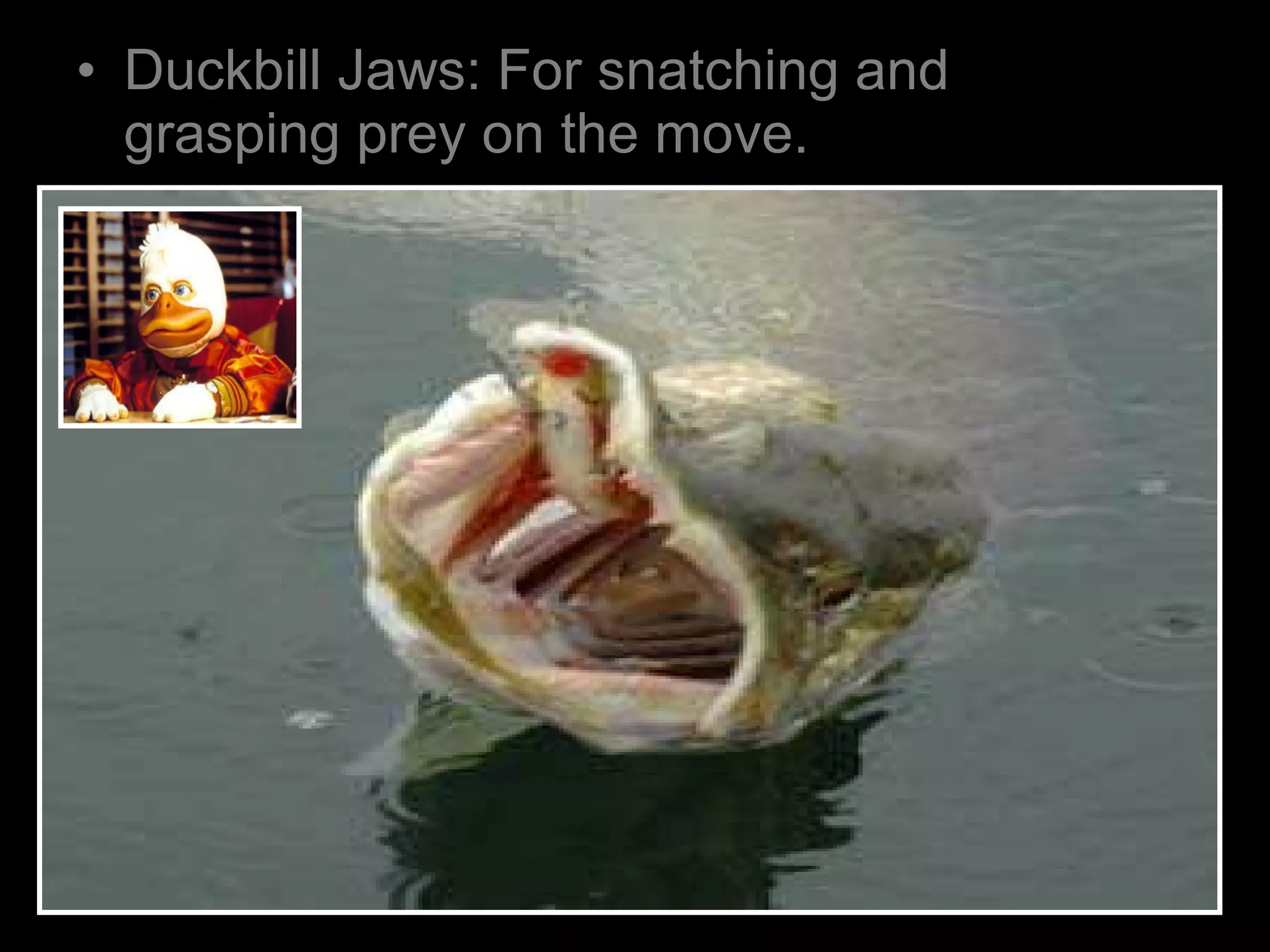 • Duckbill Jaws: For snatching and
grasping prey on the move.
 