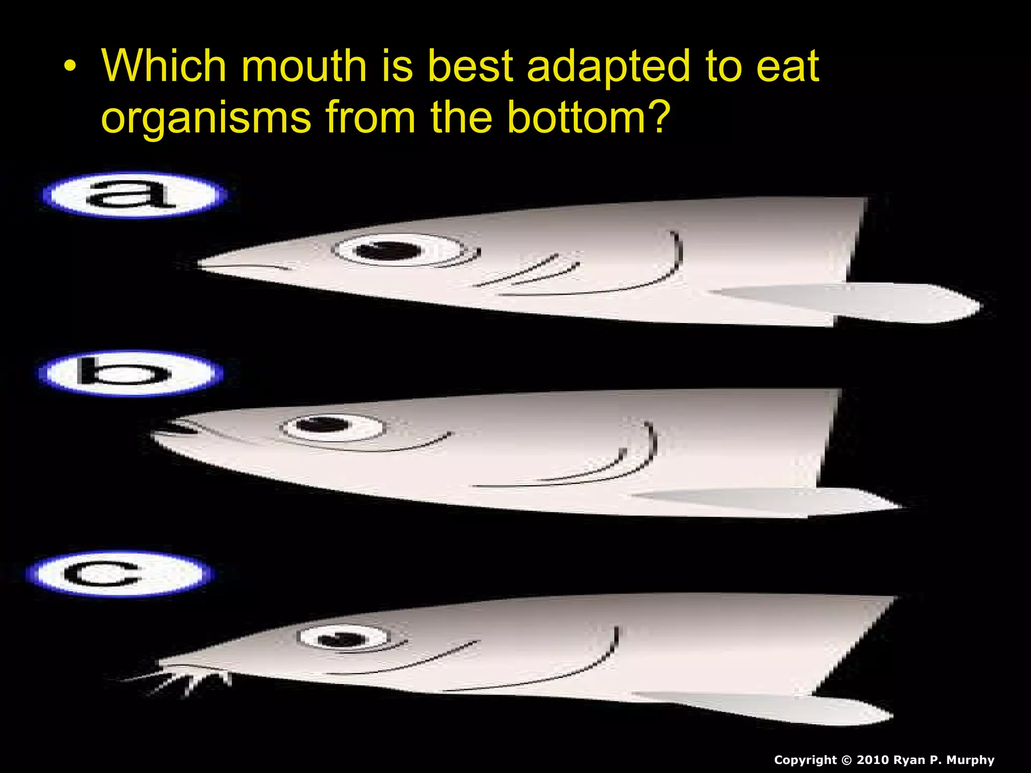 • Which mouth is best adapted to eat
organisms from the bottom?
Copyright © 2010 Ryan P. Murphy
 