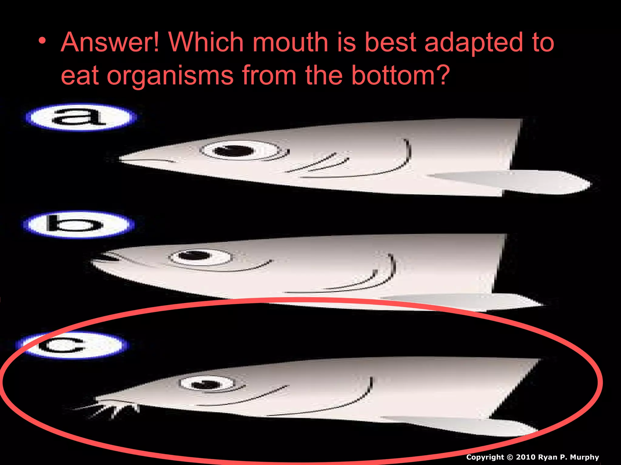 • Answer! Which mouth is best adapted to
eat organisms from the bottom?
Copyright © 2010 Ryan P. Murphy
 