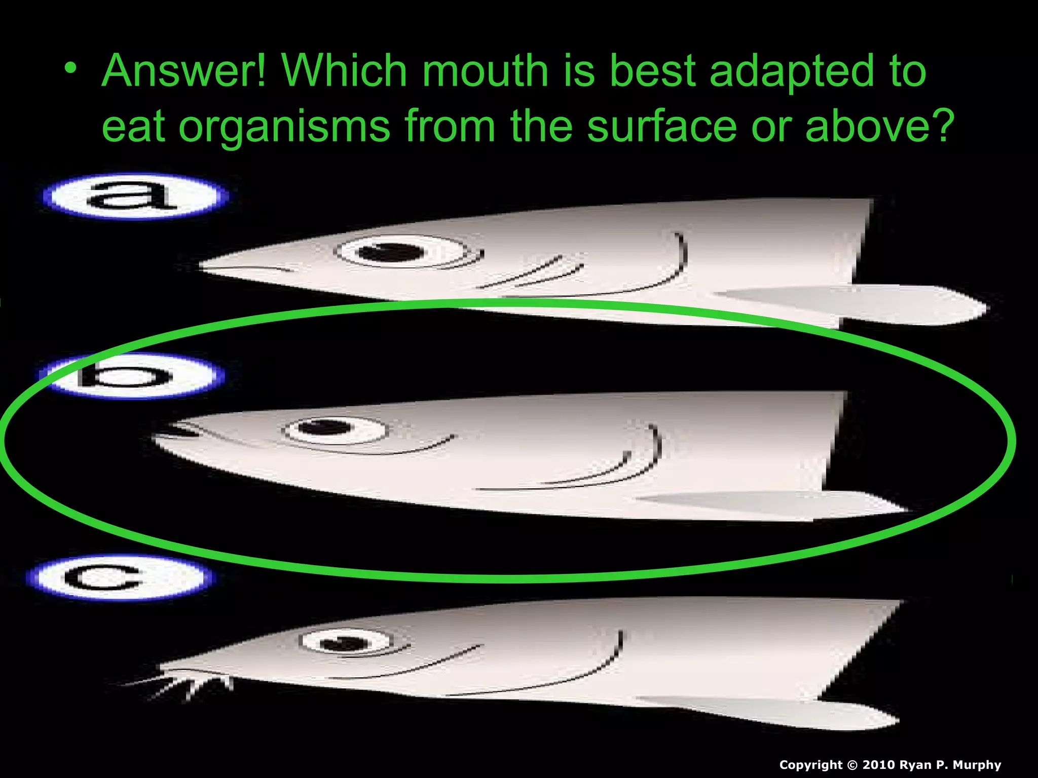 • Answer! Which mouth is best adapted to
eat organisms from the surface or above?
Copyright © 2010 Ryan P. Murphy
 