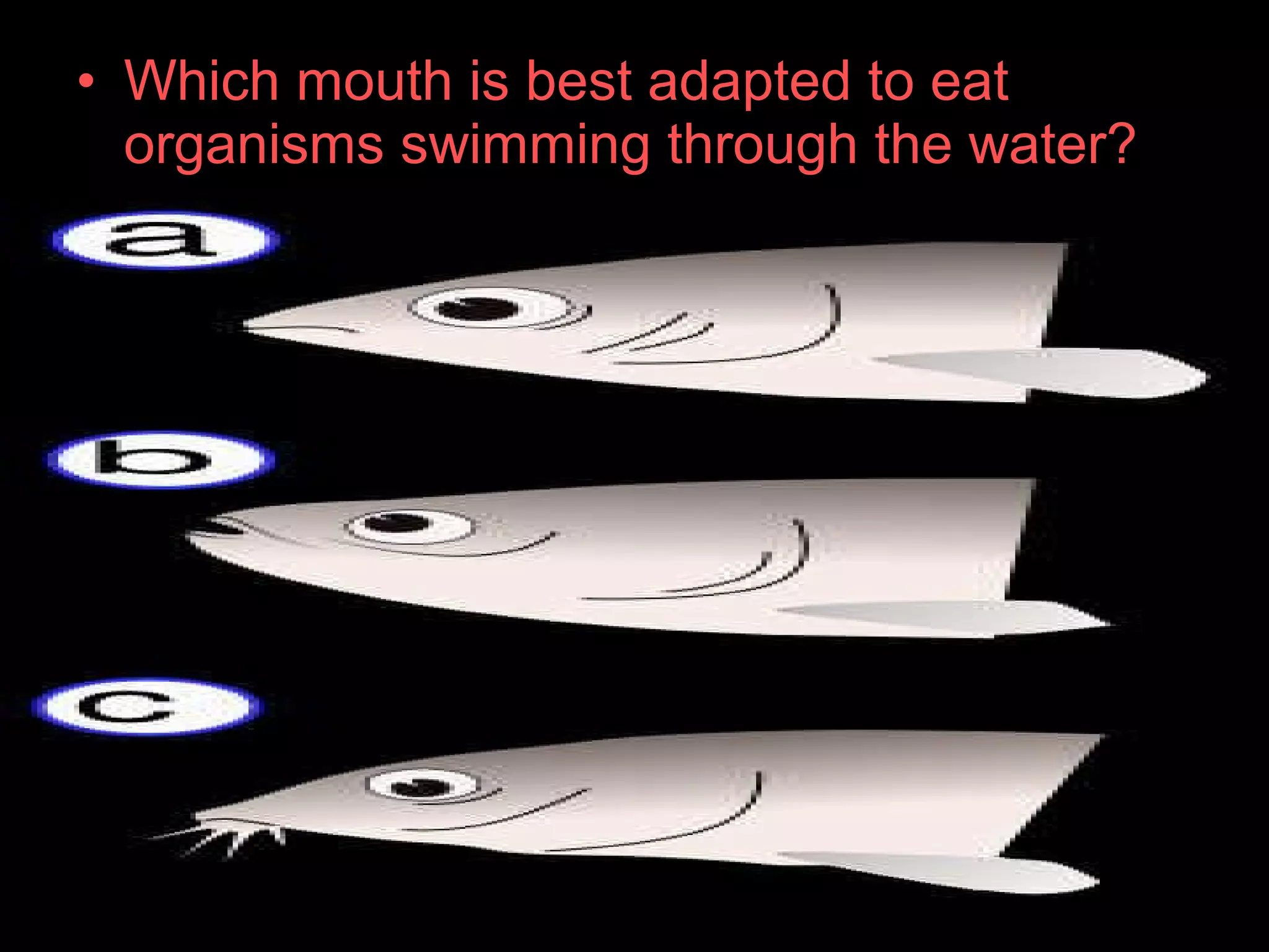 • Which mouth is best adapted to eat
organisms swimming through the water?
 
