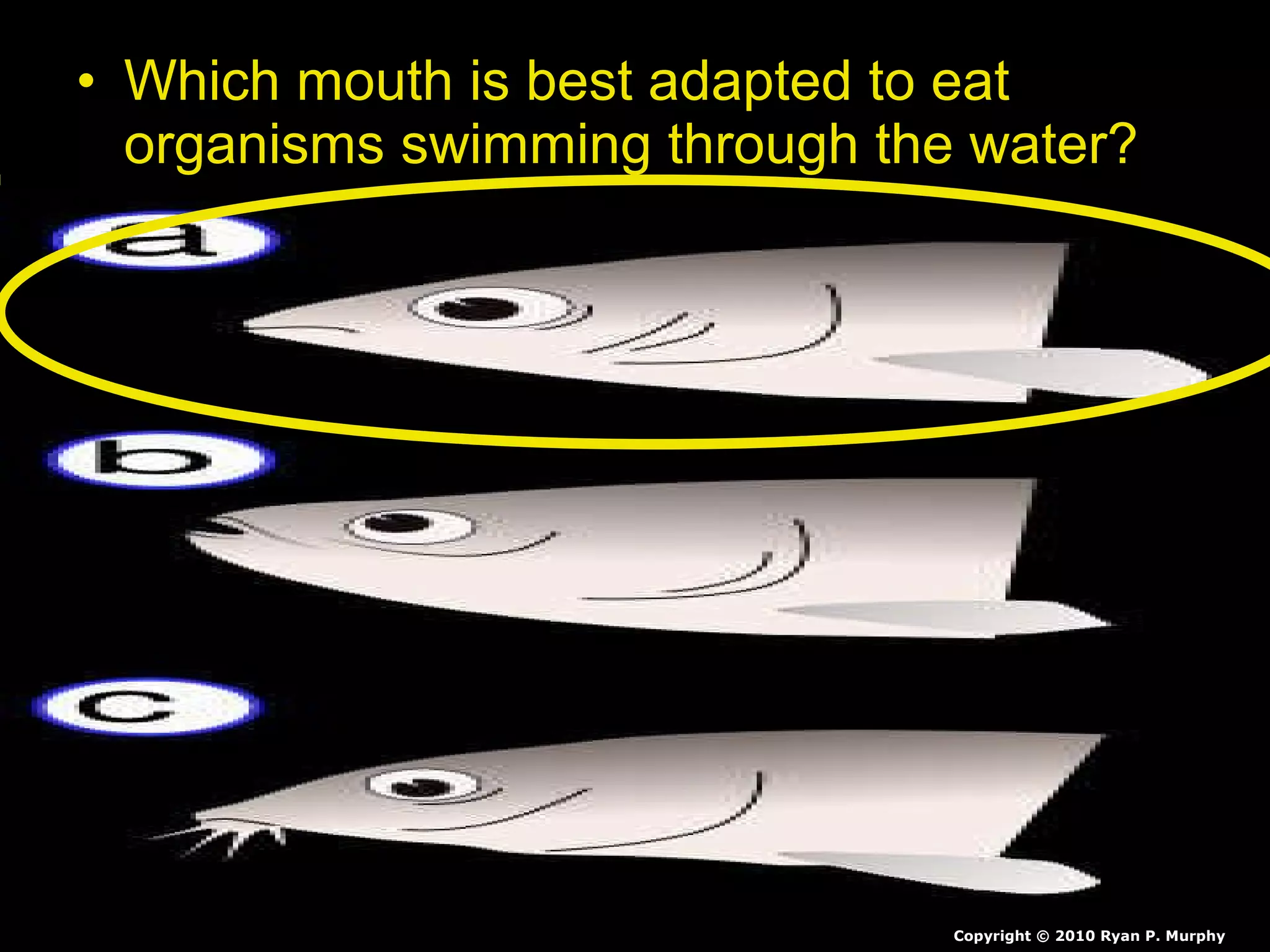 • Which mouth is best adapted to eat
organisms swimming through the water?
Copyright © 2010 Ryan P. Murphy
 