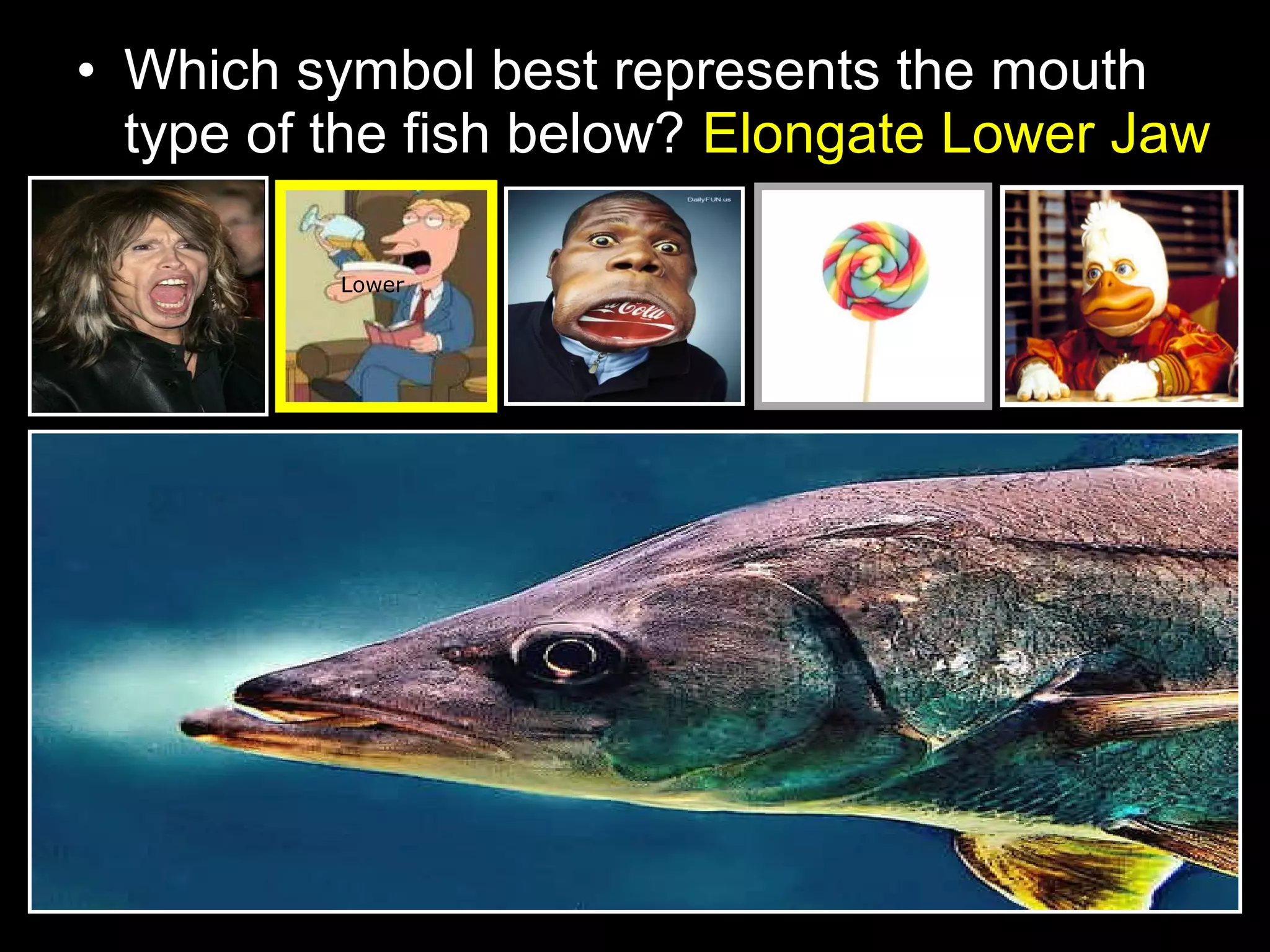• Which symbol best represents the mouth
type of the fish below? Elongate Lower Jaw
Lower
 