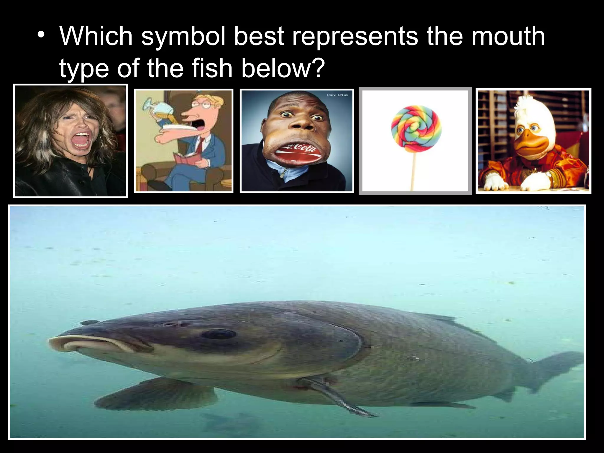 • Which symbol best represents the mouth
type of the fish below?
 
