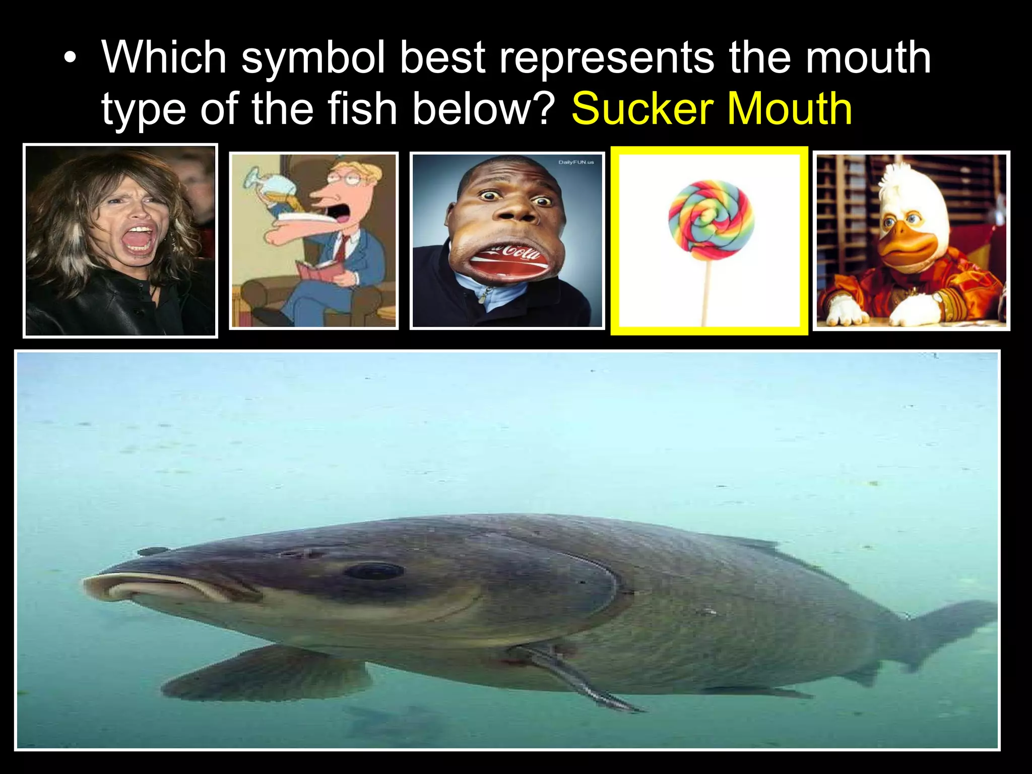 • Which symbol best represents the mouth
type of the fish below? Sucker Mouth
 