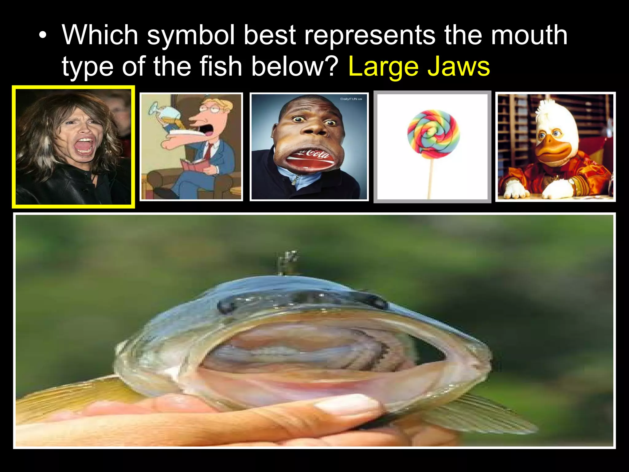 • Which symbol best represents the mouth
type of the fish below? Large Jaws
 
