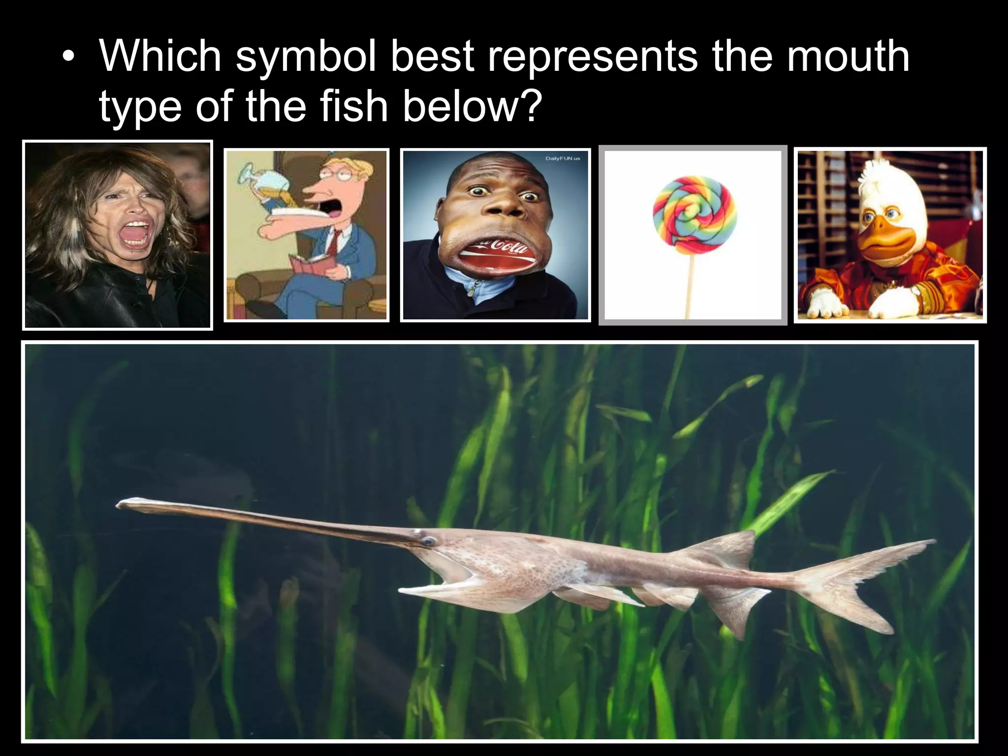 • Which symbol best represents the mouth
type of the fish below?
 