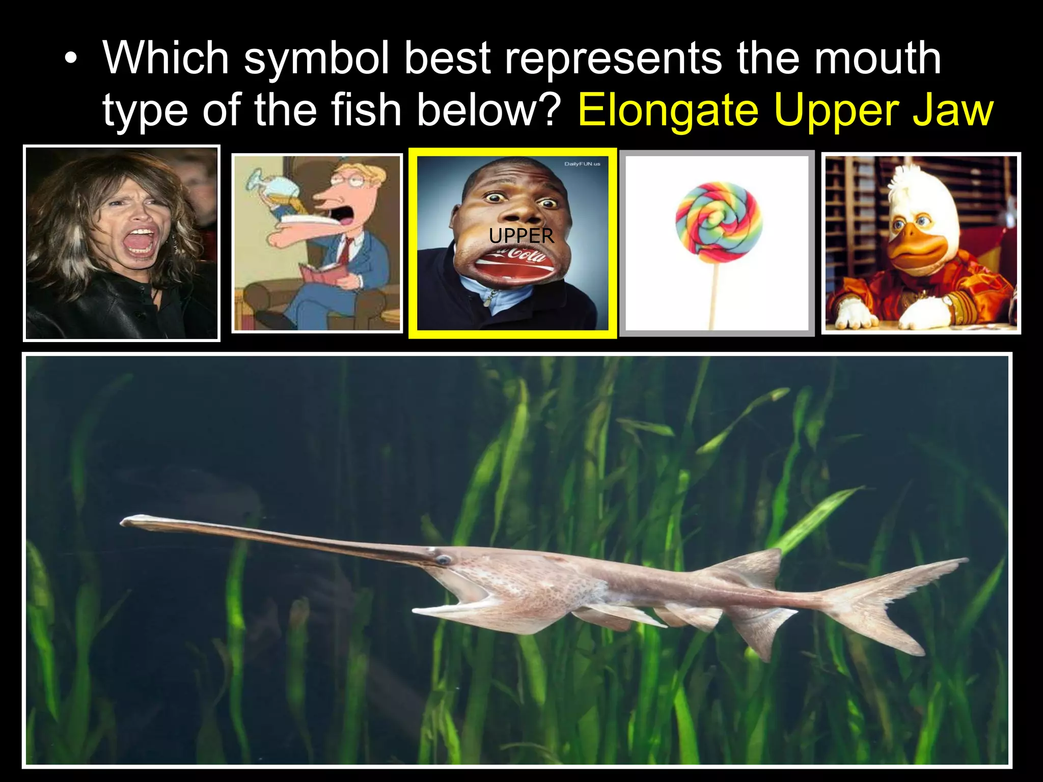 • Which symbol best represents the mouth
type of the fish below? Elongate Upper Jaw
UPPER
 