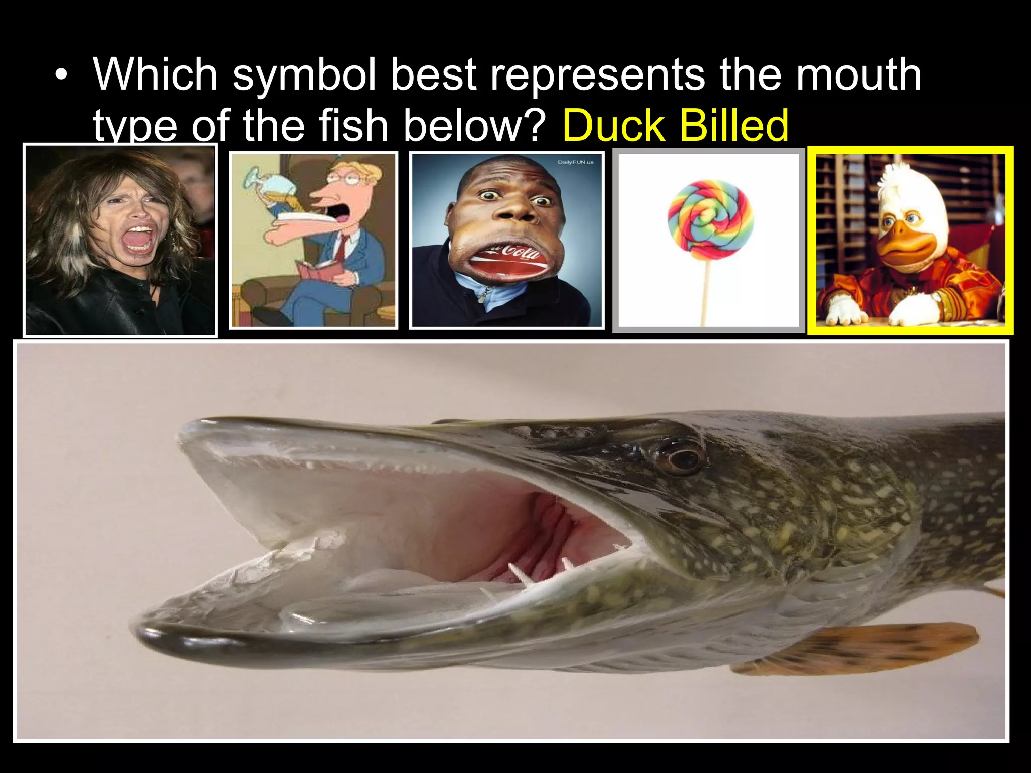 • Which symbol best represents the mouth
type of the fish below? Duck Billed
 