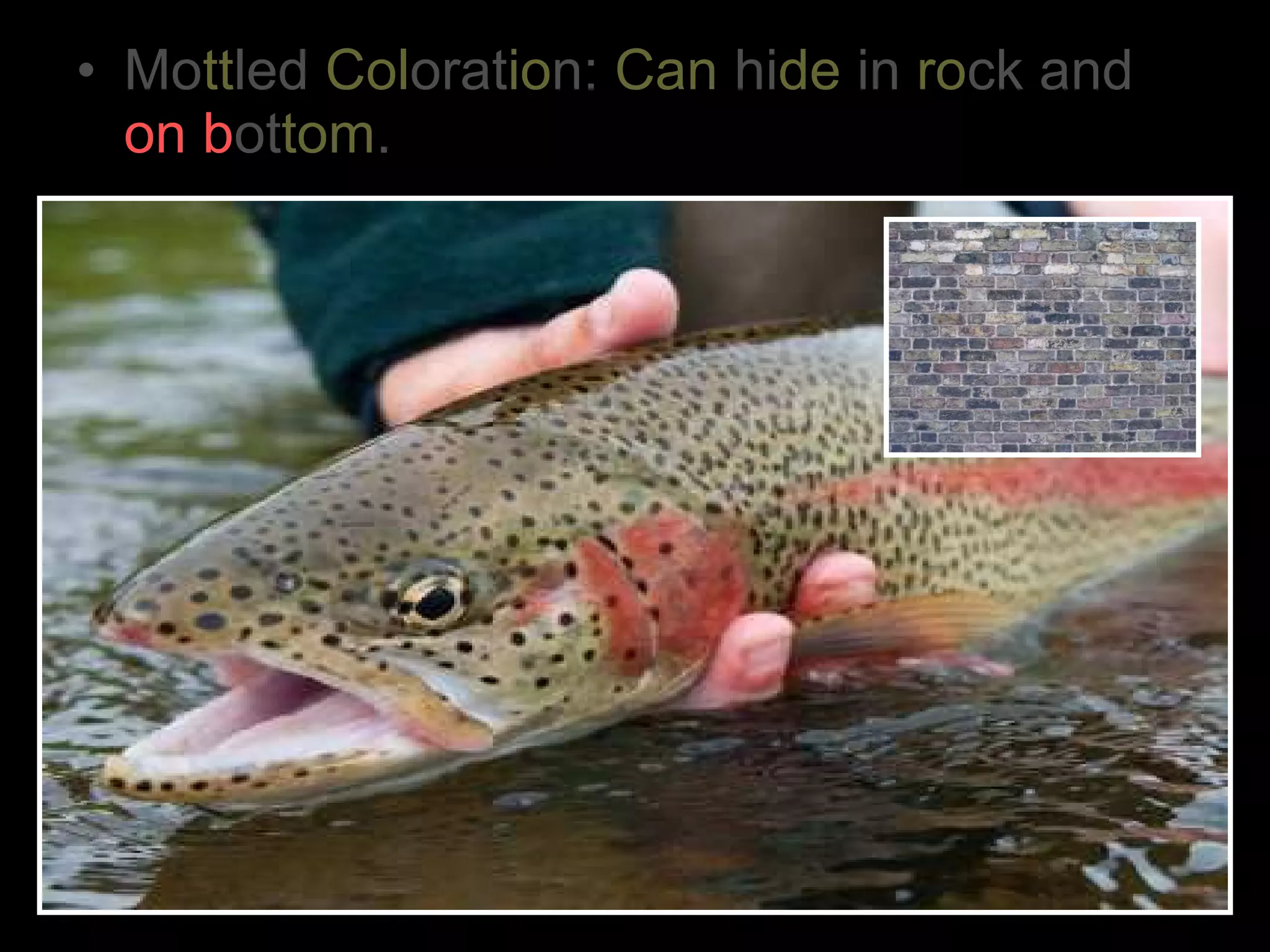 • Mottled Coloration: Can hide in rock and
on bottom.
 