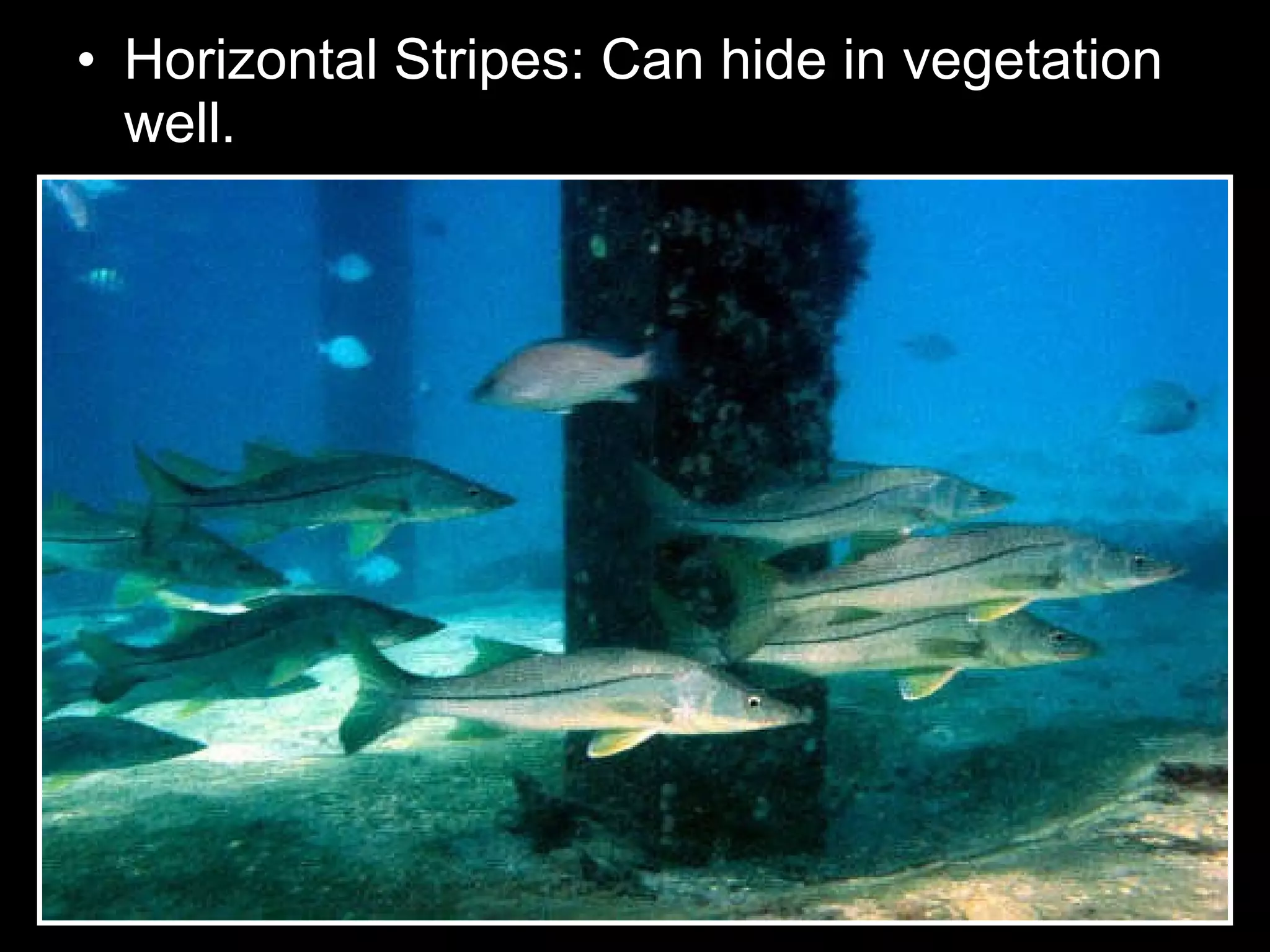 • Horizontal Stripes: Can hide in vegetation
well.
 