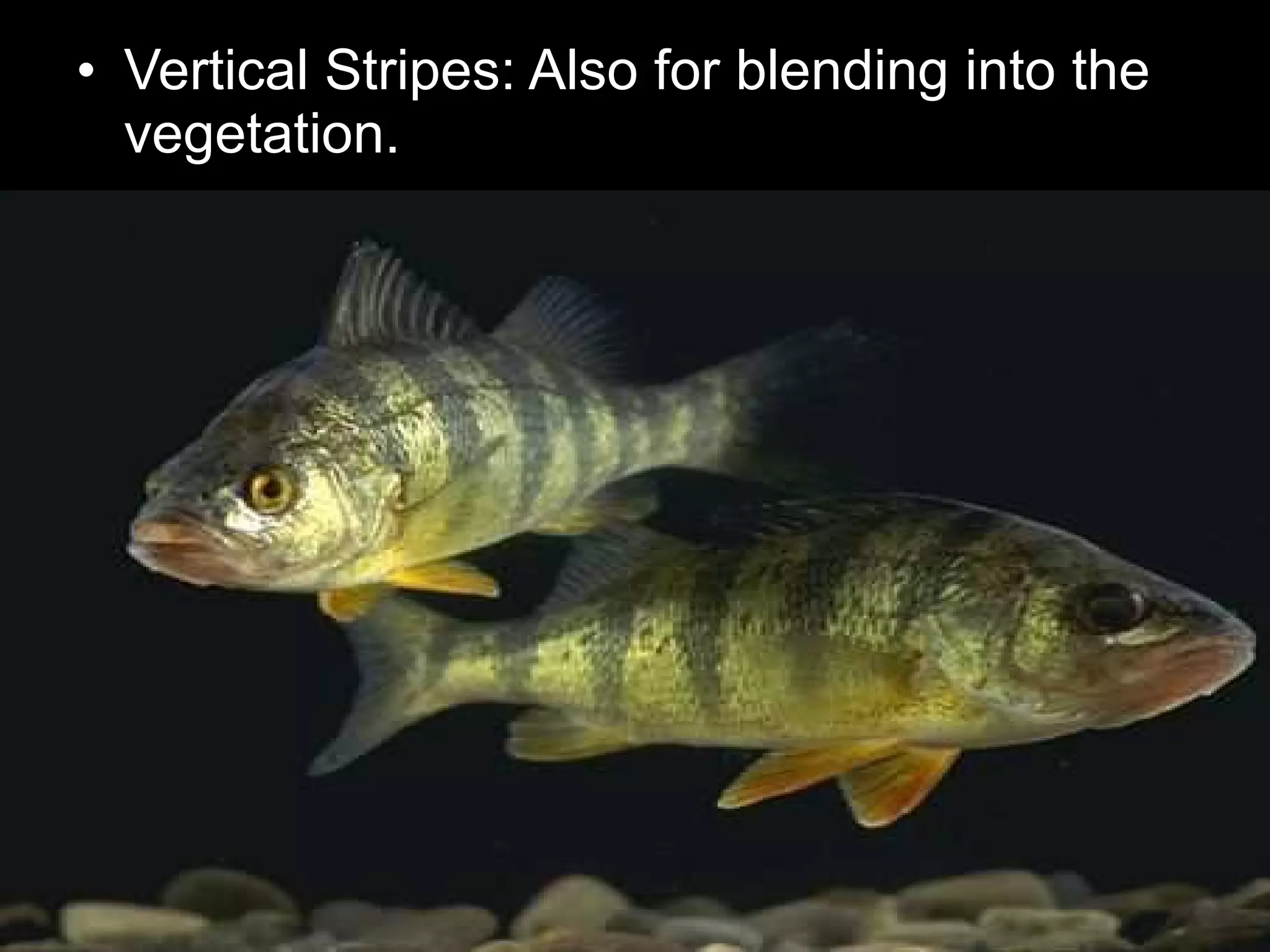 • Vertical Stripes: Also for blending into the
vegetation.
 