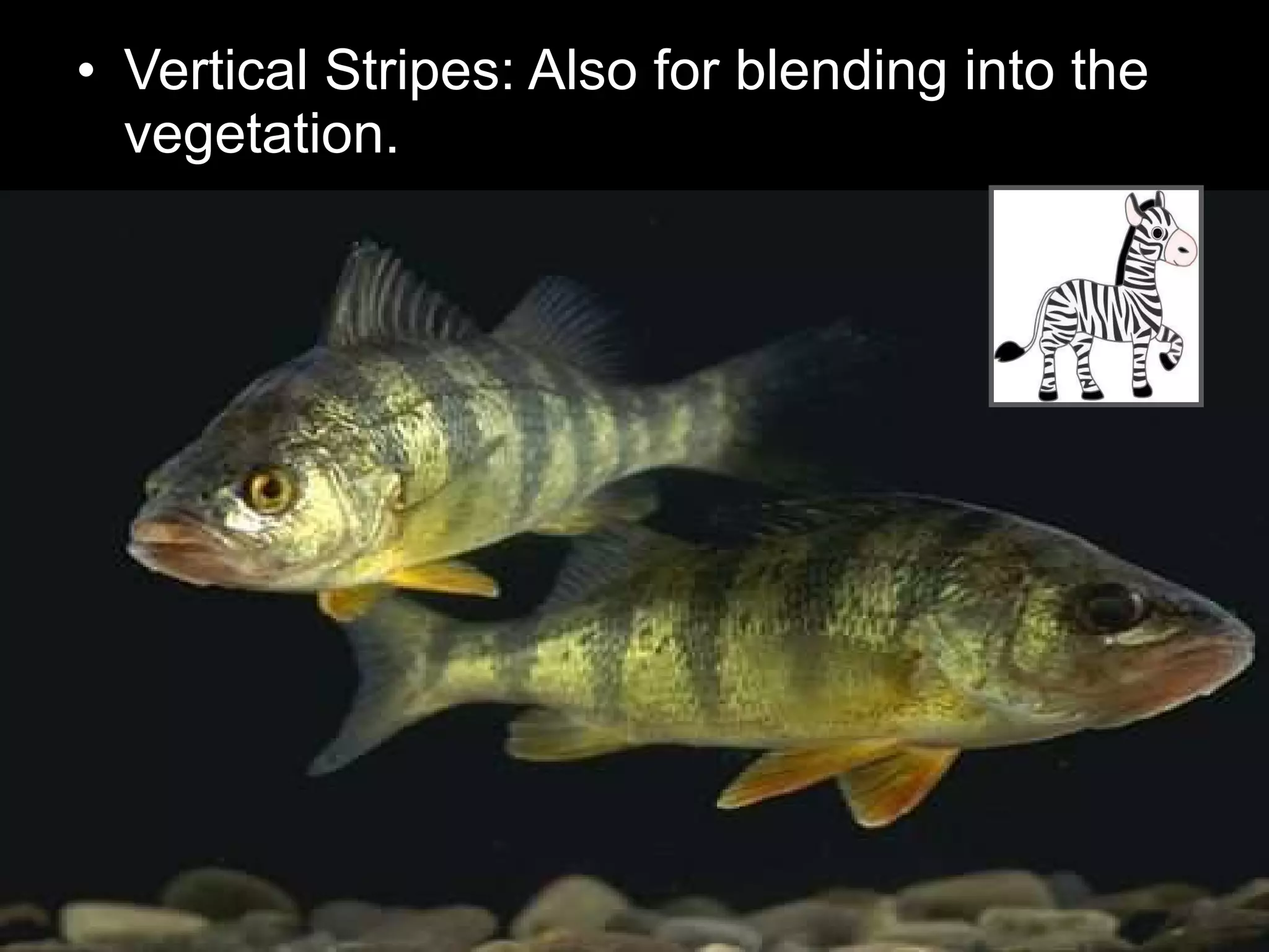 • Vertical Stripes: Also for blending into the
vegetation.
 