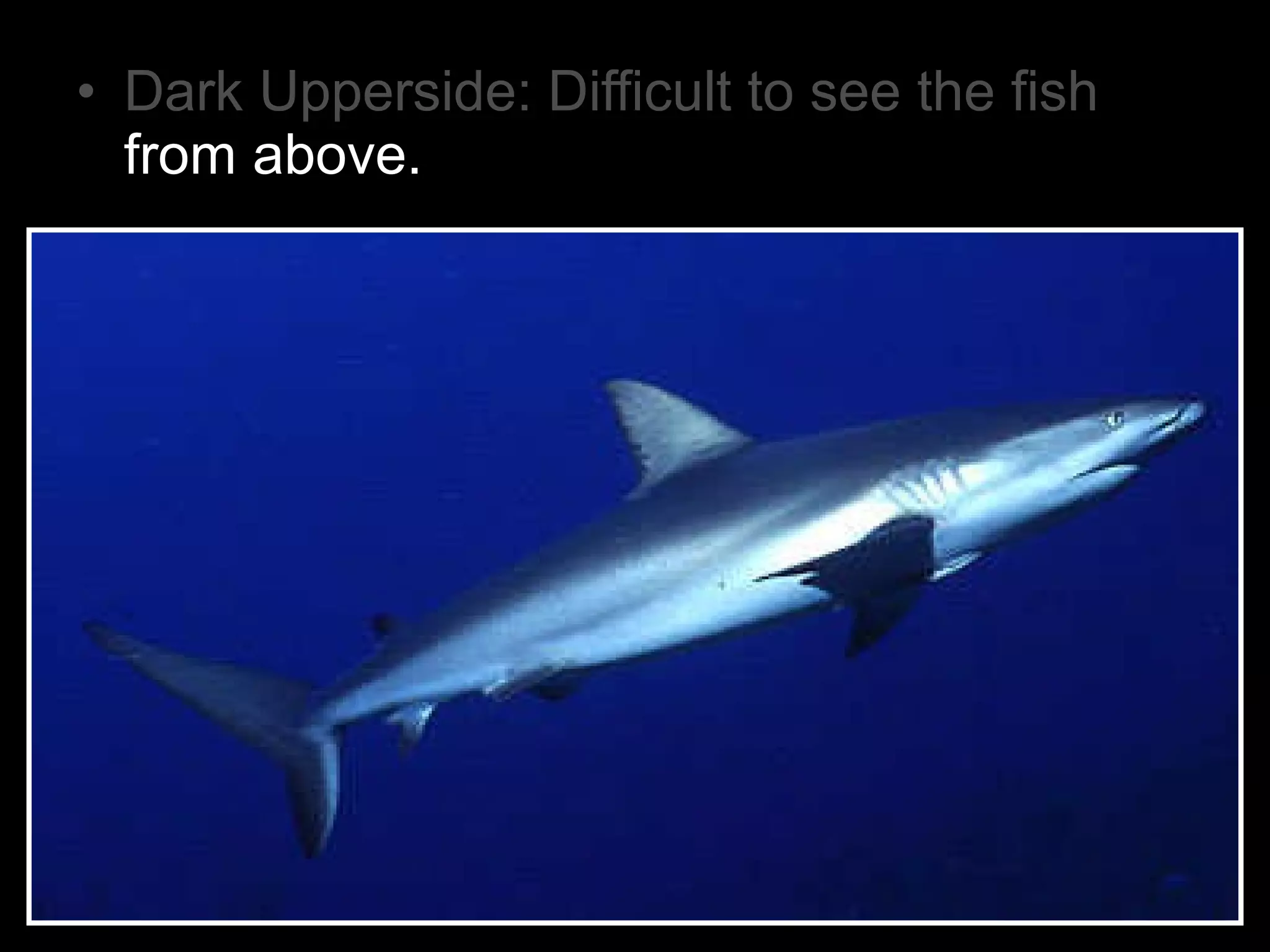 • Dark Upperside: Difficult to see the fish
from above.
 