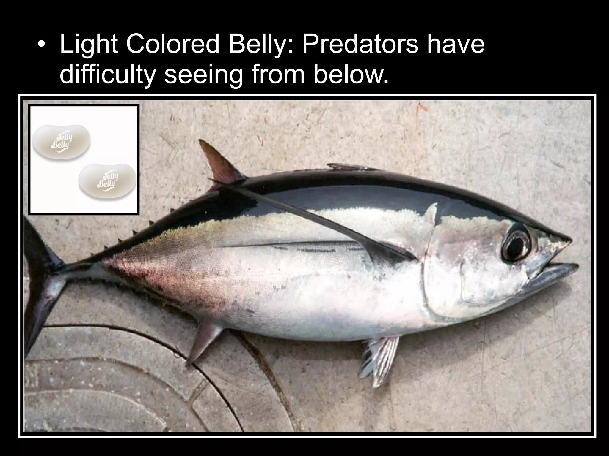 • Light Colored Belly: Predators have
difficulty seeing from below.
 