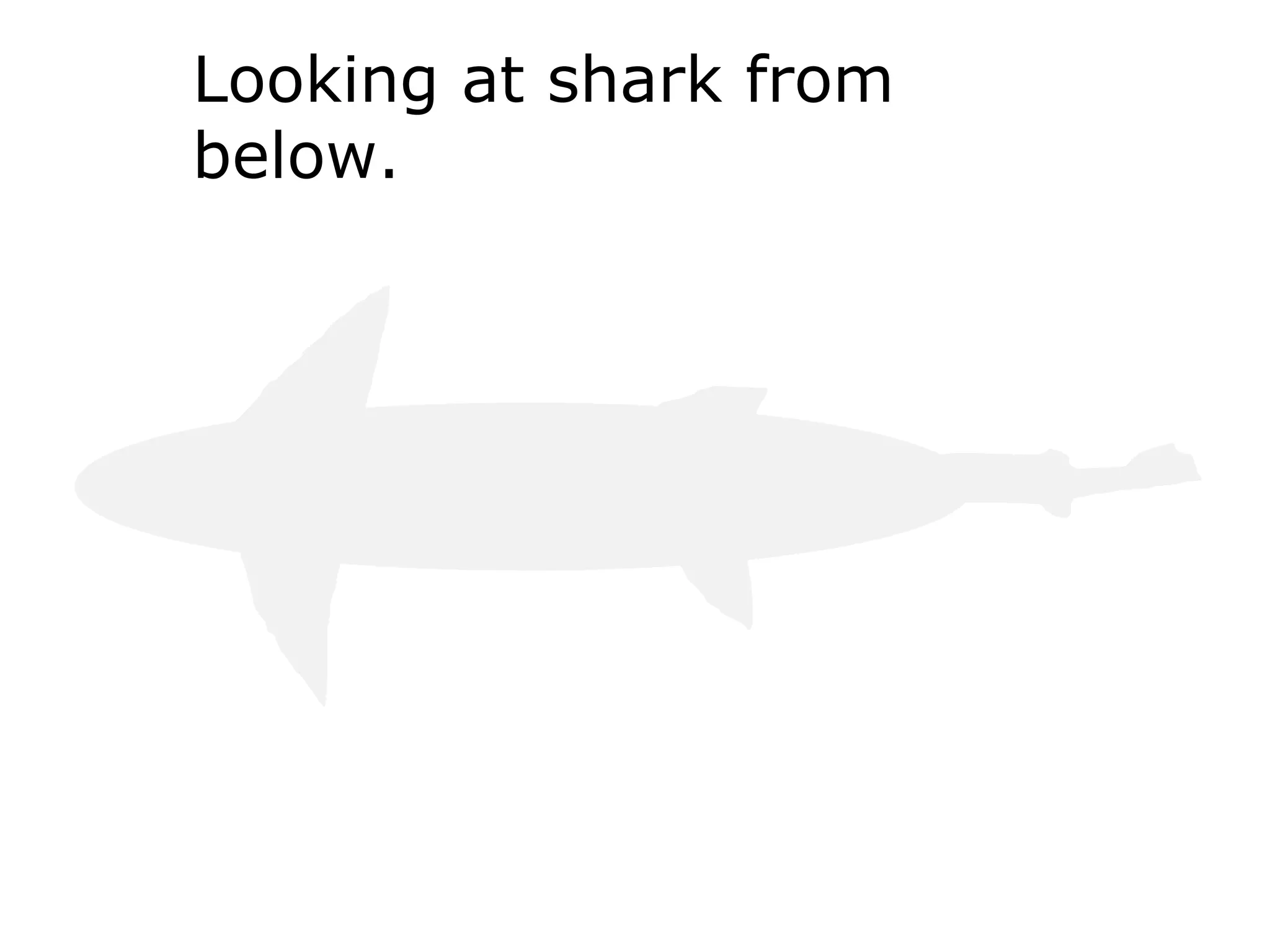 Looking at shark from
below.
 