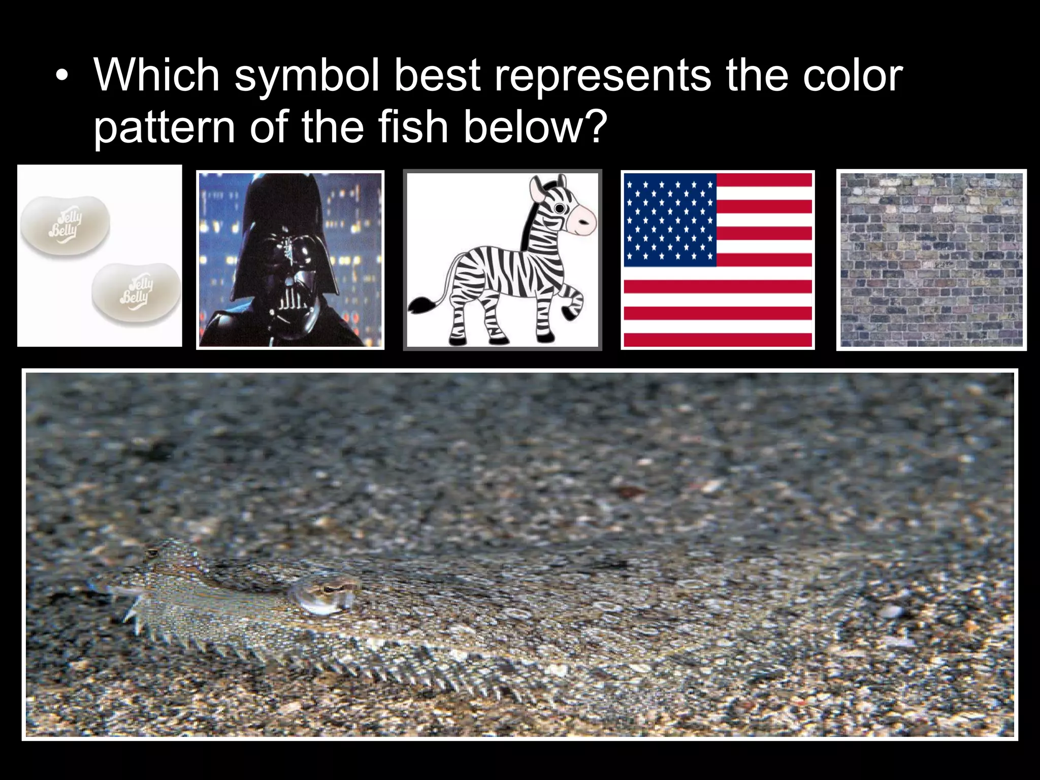 • Which symbol best represents the color
pattern of the fish below?
 