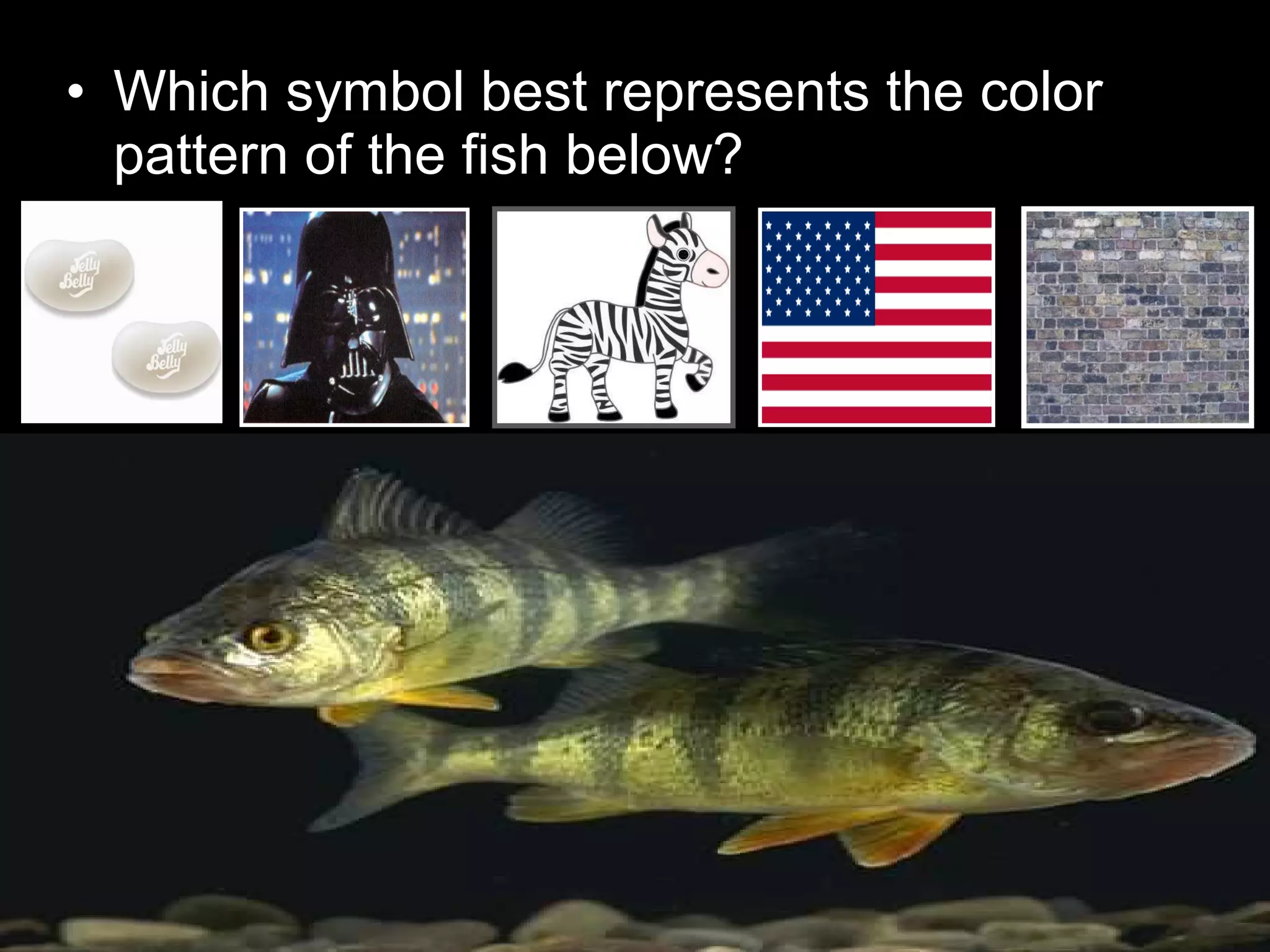 • Which symbol best represents the color
pattern of the fish below?
 