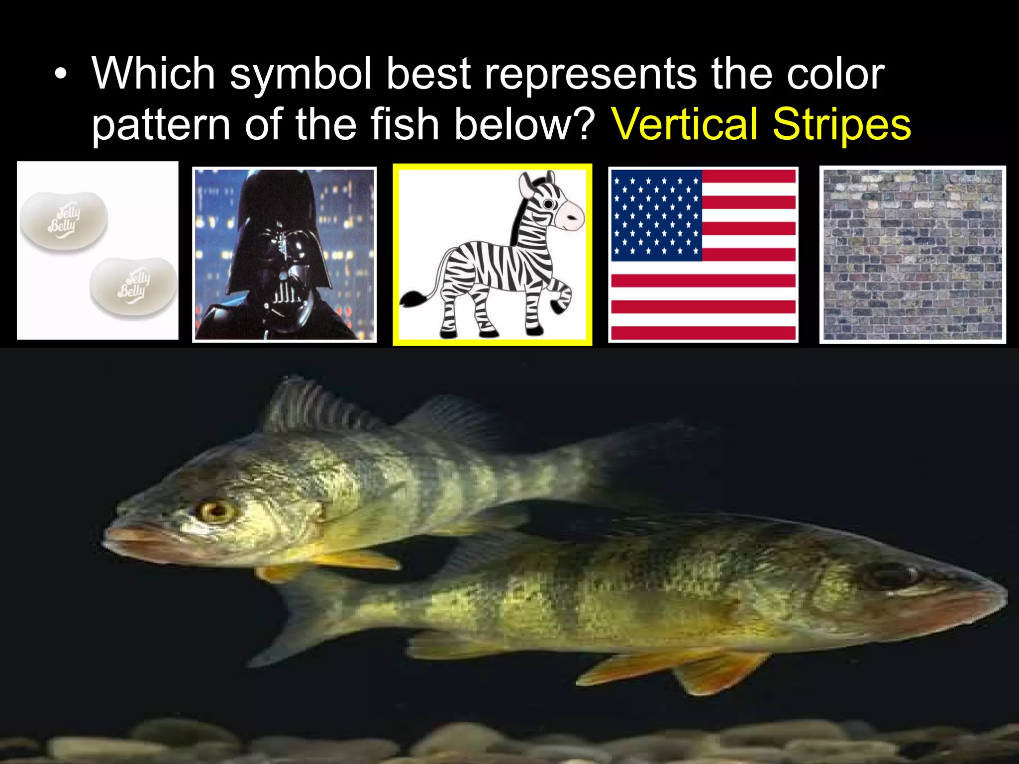 • Which symbol best represents the color
pattern of the fish below? Vertical Stripes
 