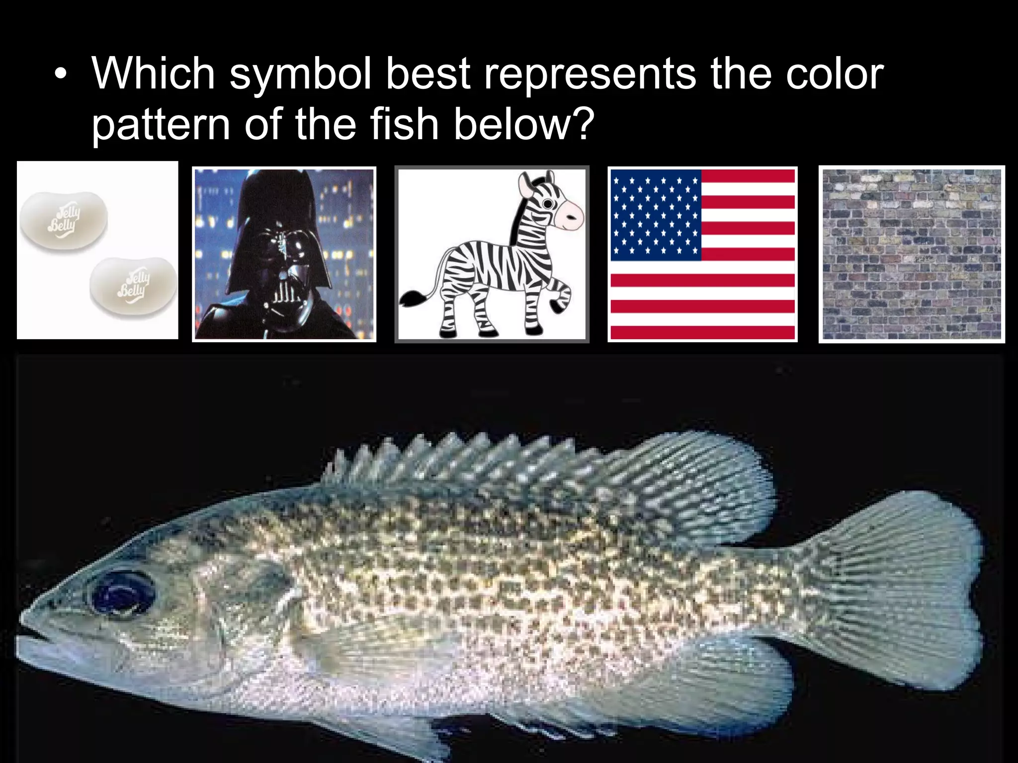 • Which symbol best represents the color
pattern of the fish below?
 