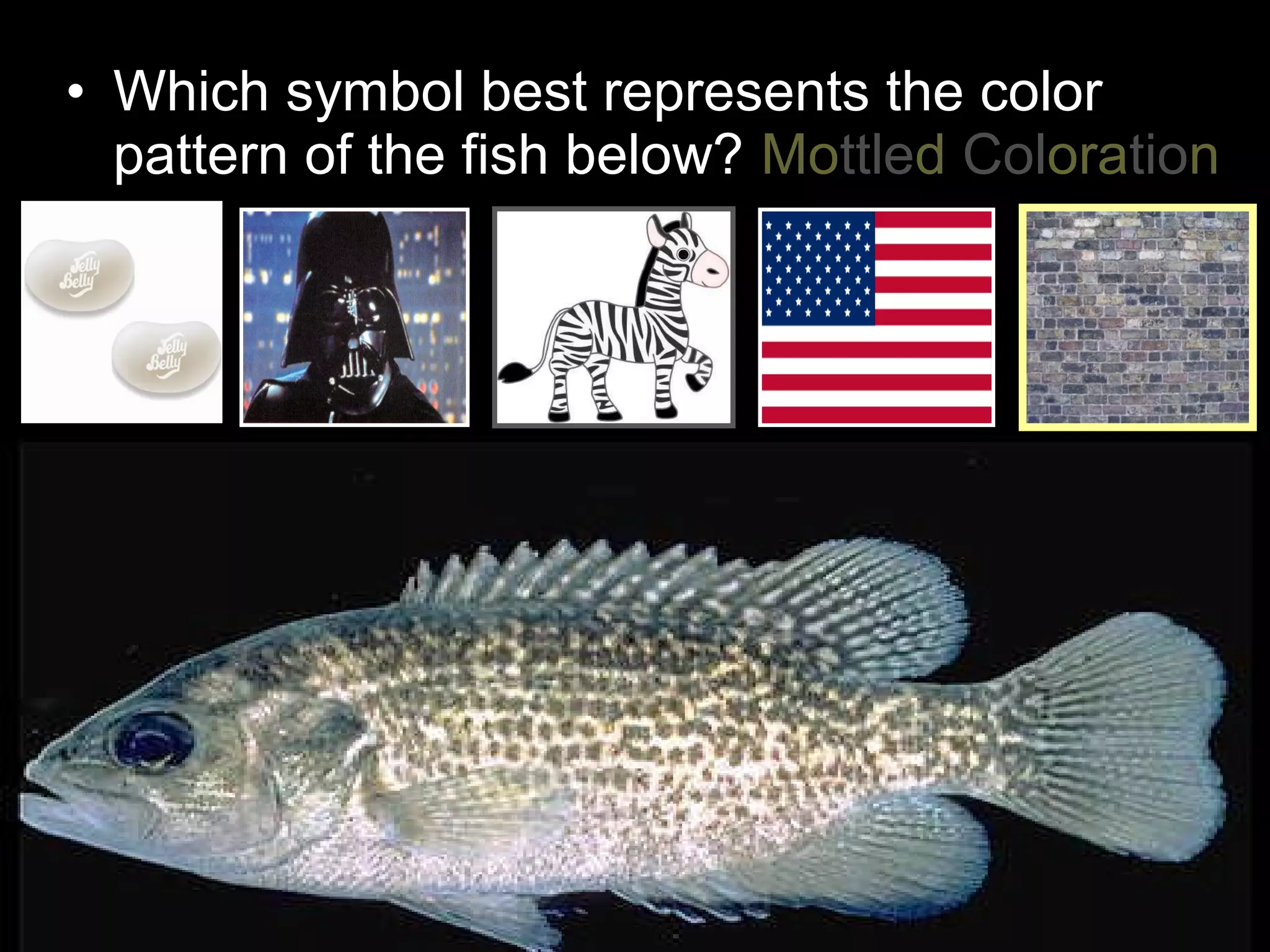 • Which symbol best represents the color
pattern of the fish below? Mottled Coloration
 