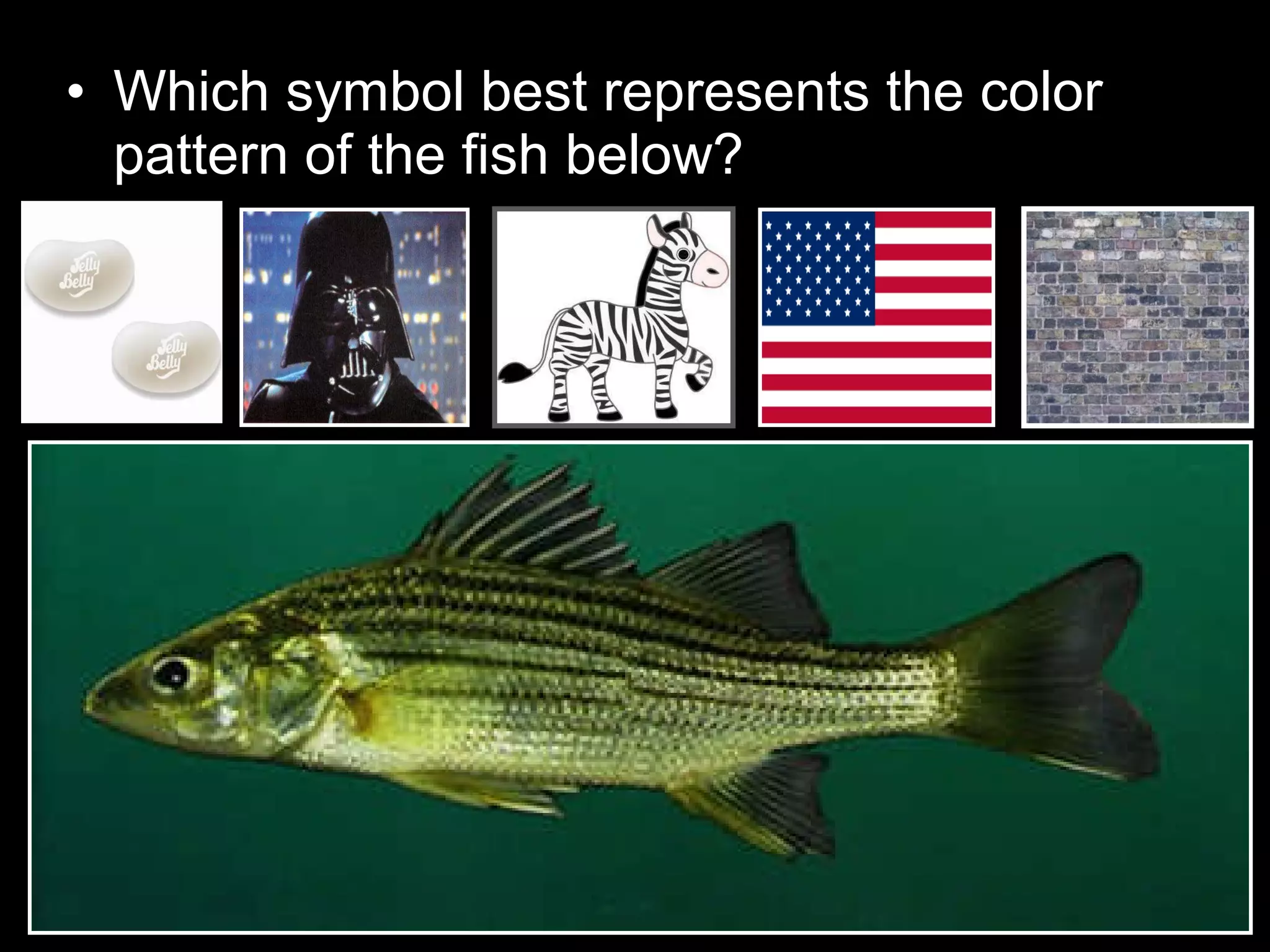 • Which symbol best represents the color
pattern of the fish below?
 