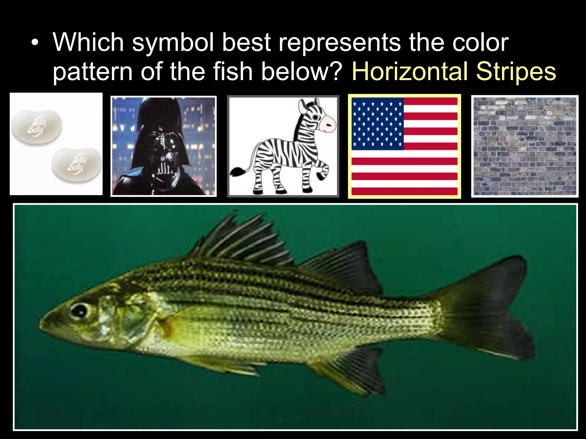 • Which symbol best represents the color
pattern of the fish below? Horizontal Stripes
 