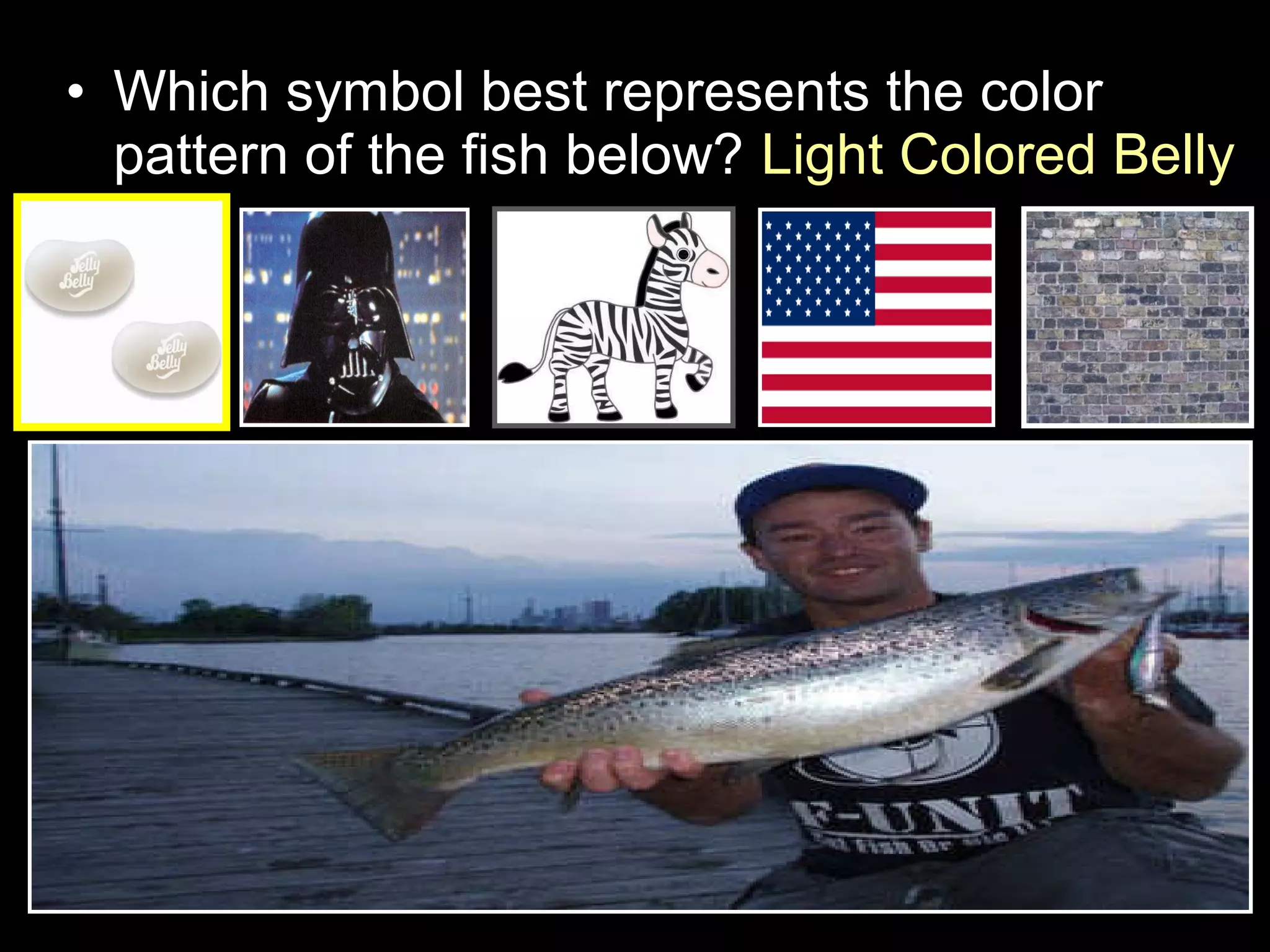 • Which symbol best represents the color
pattern of the fish below? Light Colored Belly
 