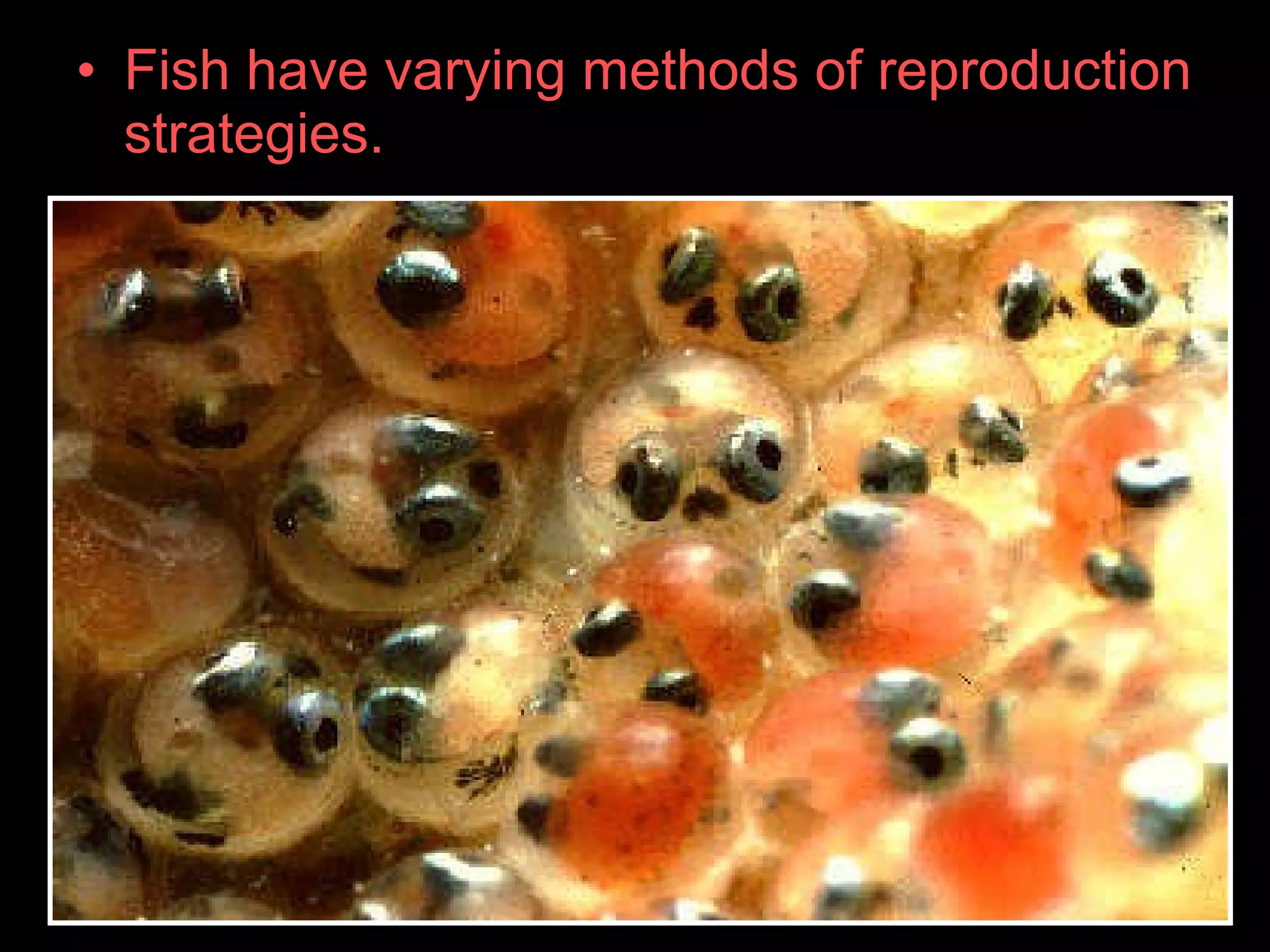 • Fish have varying methods of reproduction
strategies.
 