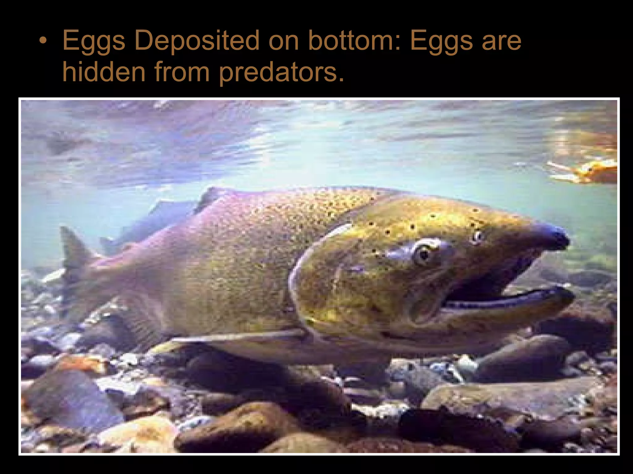 • Eggs Deposited on bottom: Eggs are
hidden from predators.
 