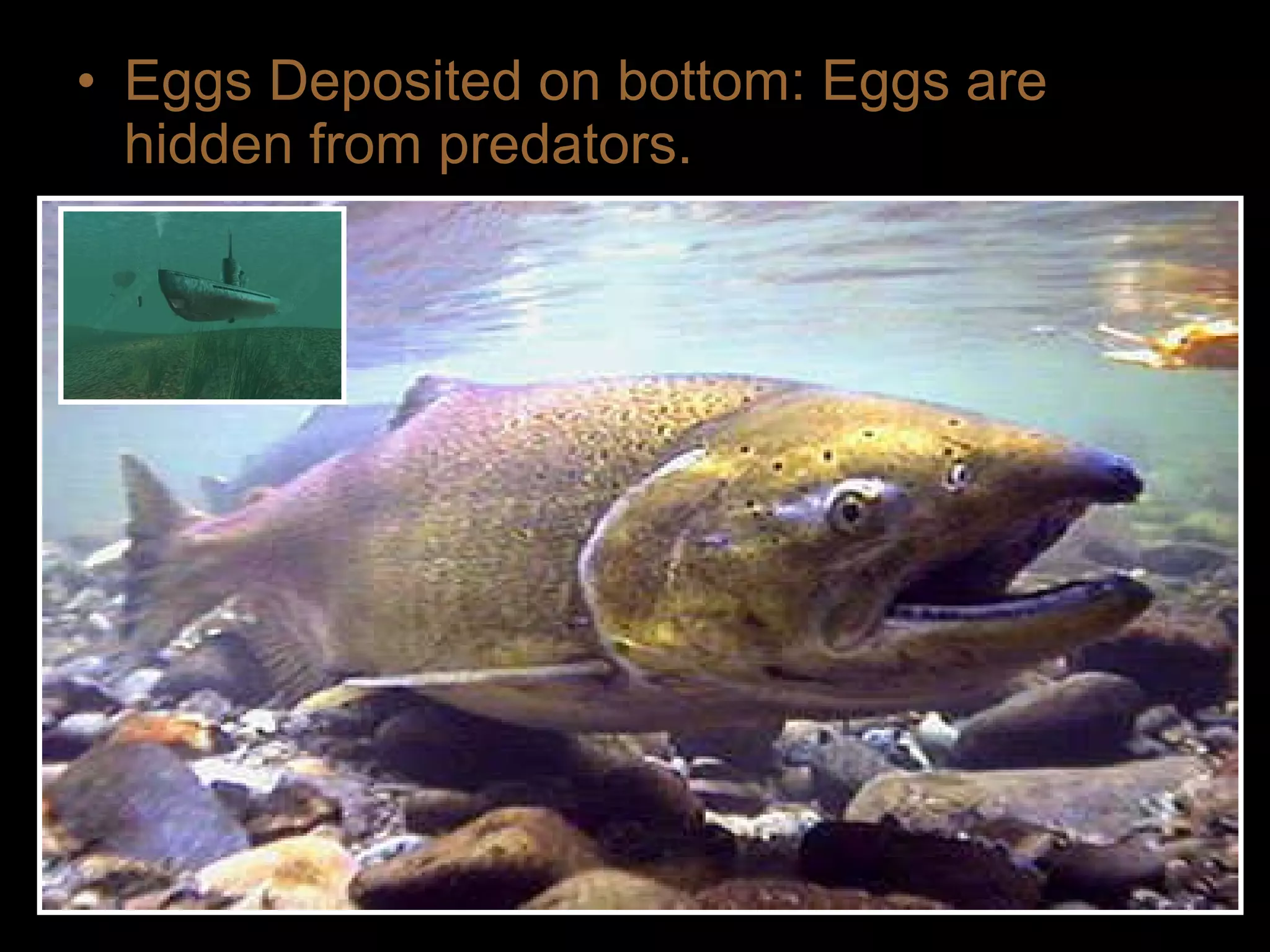 • Eggs Deposited on bottom: Eggs are
hidden from predators.
 
