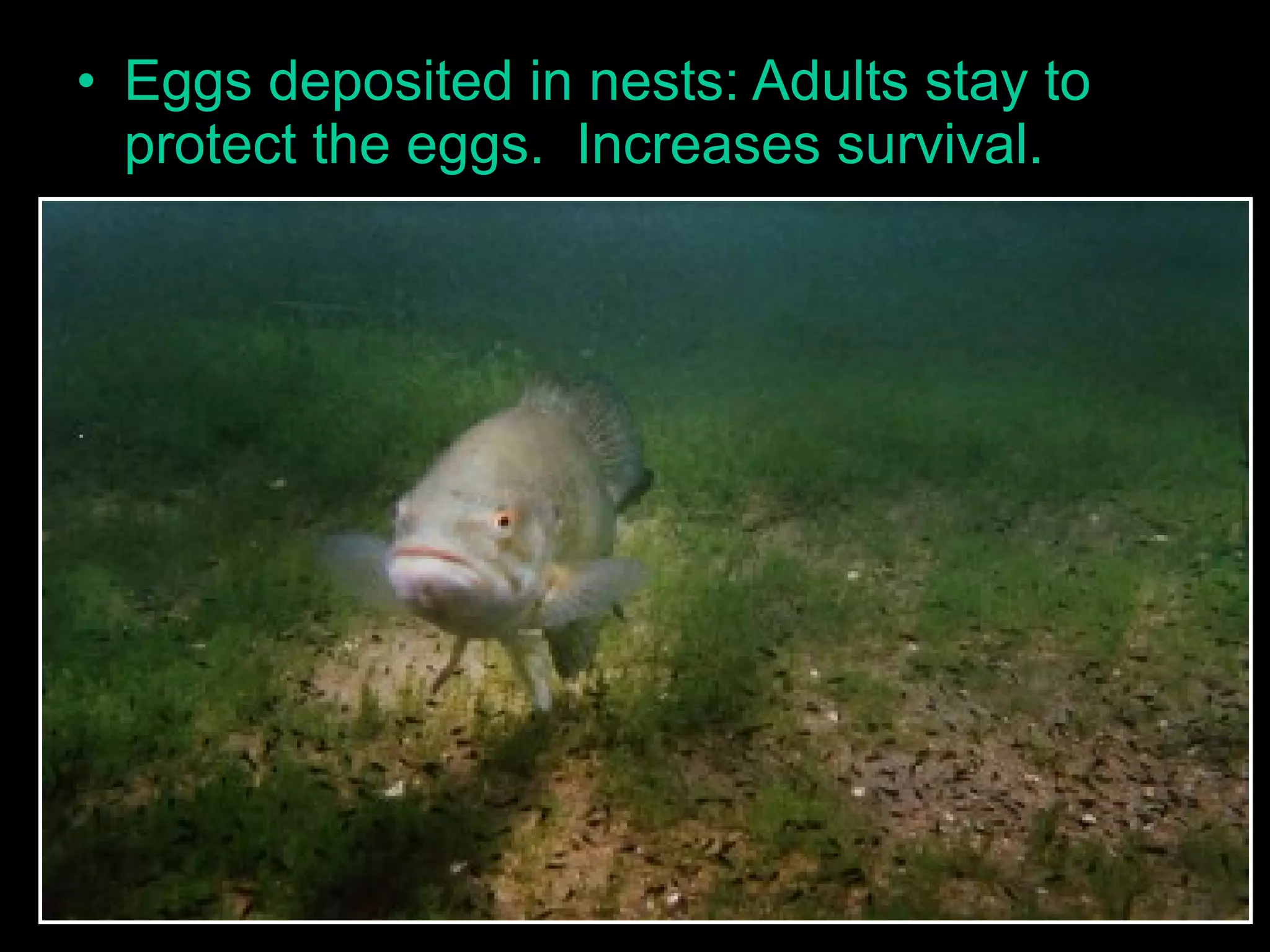 • Eggs deposited in nests: Adults stay to
protect the eggs. Increases survival.
 