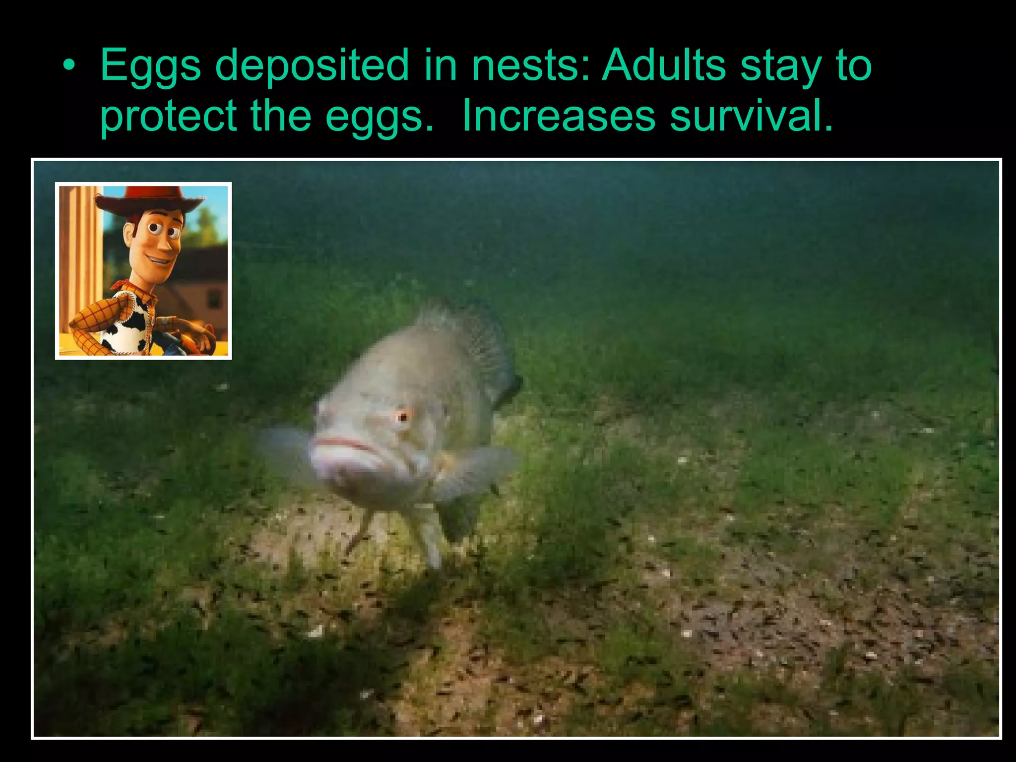 • Eggs deposited in nests: Adults stay to
protect the eggs. Increases survival.
 