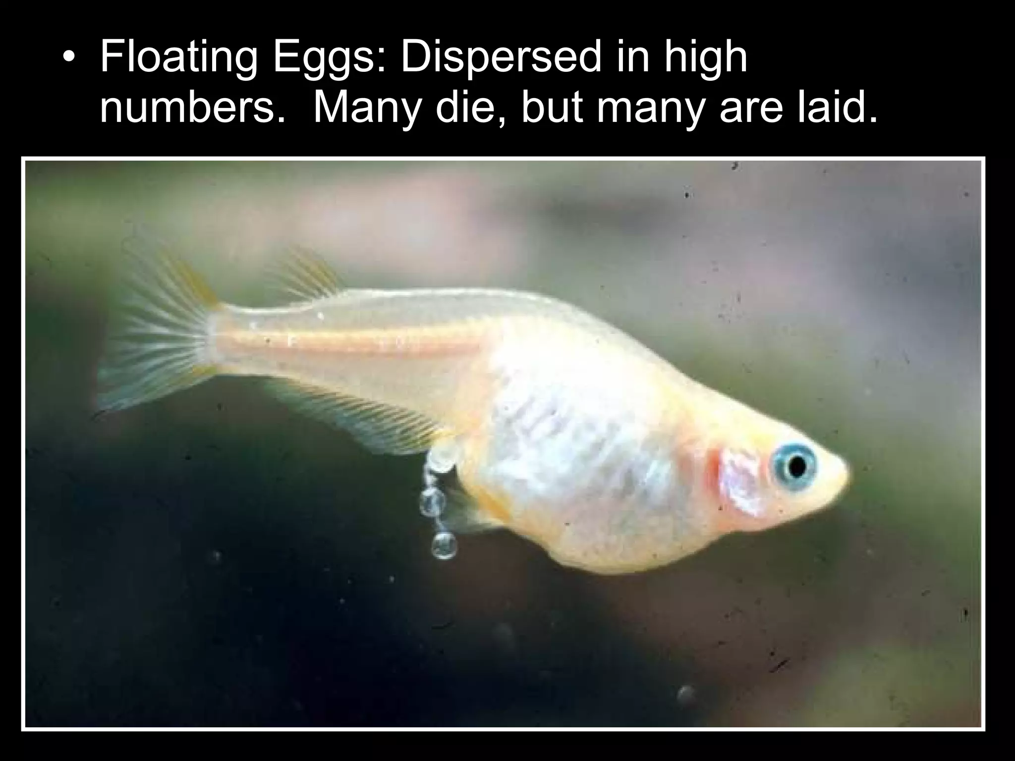 • Floating Eggs: Dispersed in high
numbers. Many die, but many are laid.
 