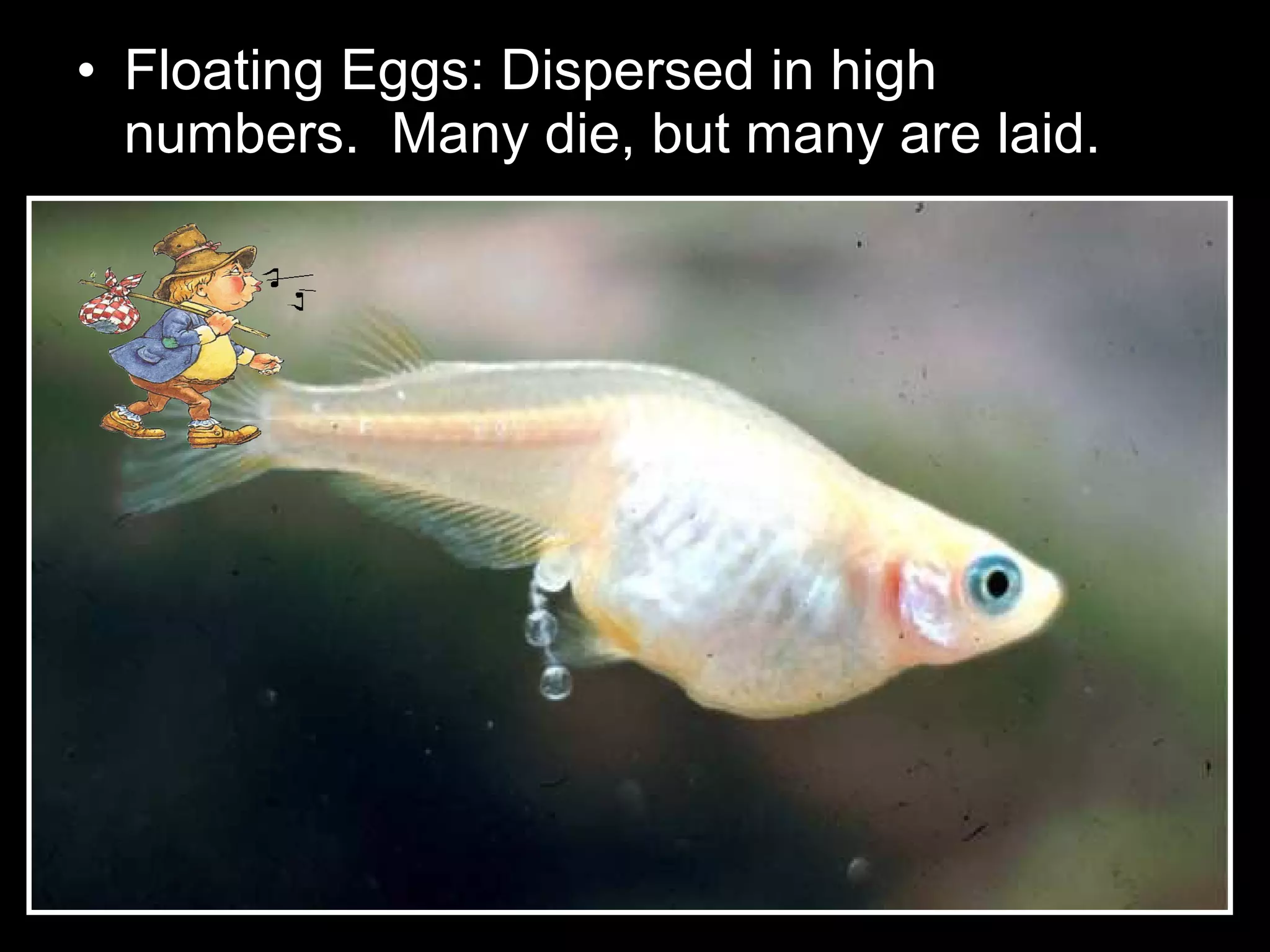 • Floating Eggs: Dispersed in high
numbers. Many die, but many are laid.
 