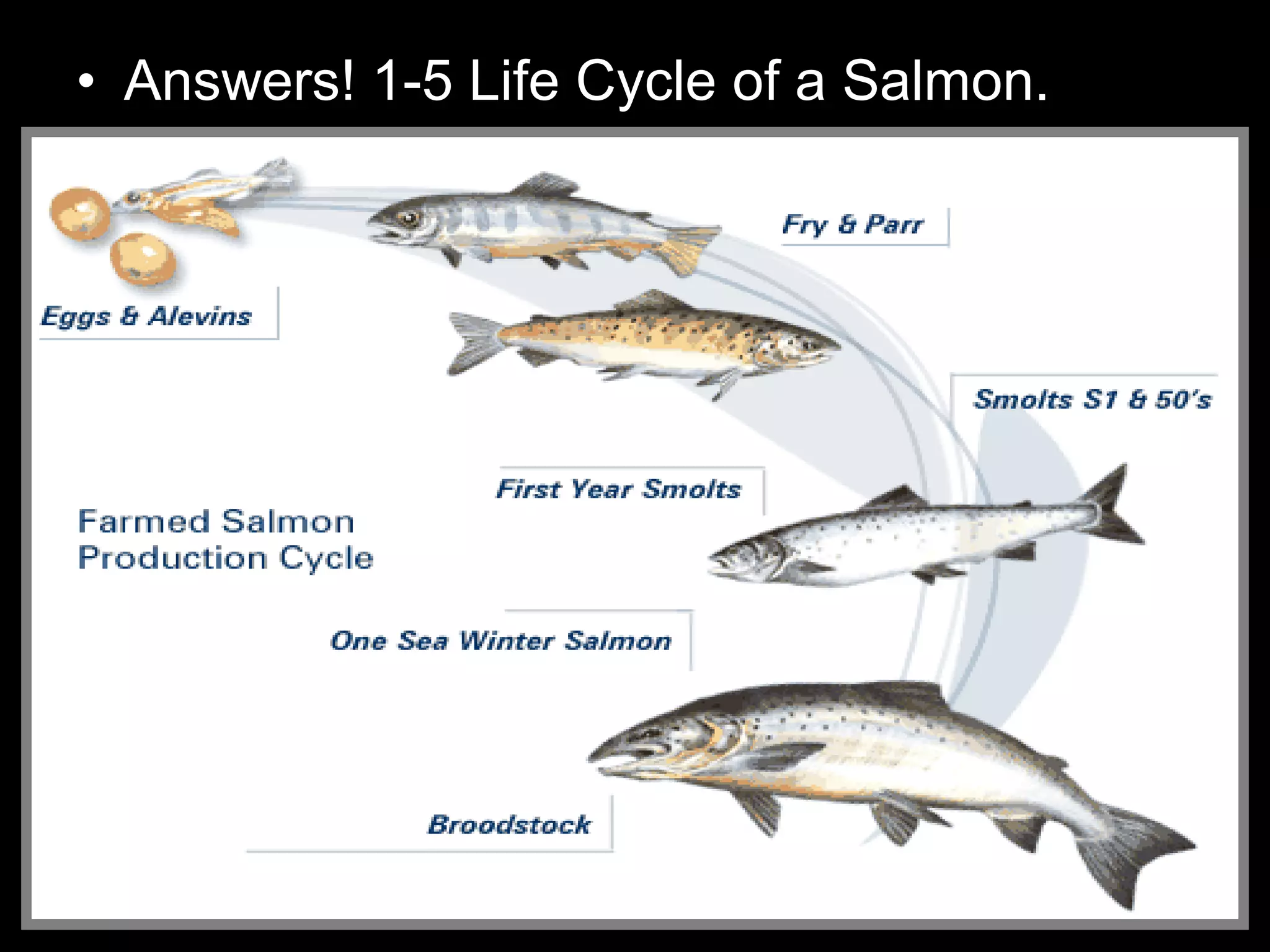 • Answers! 1-5 Life Cycle of a Salmon.
 