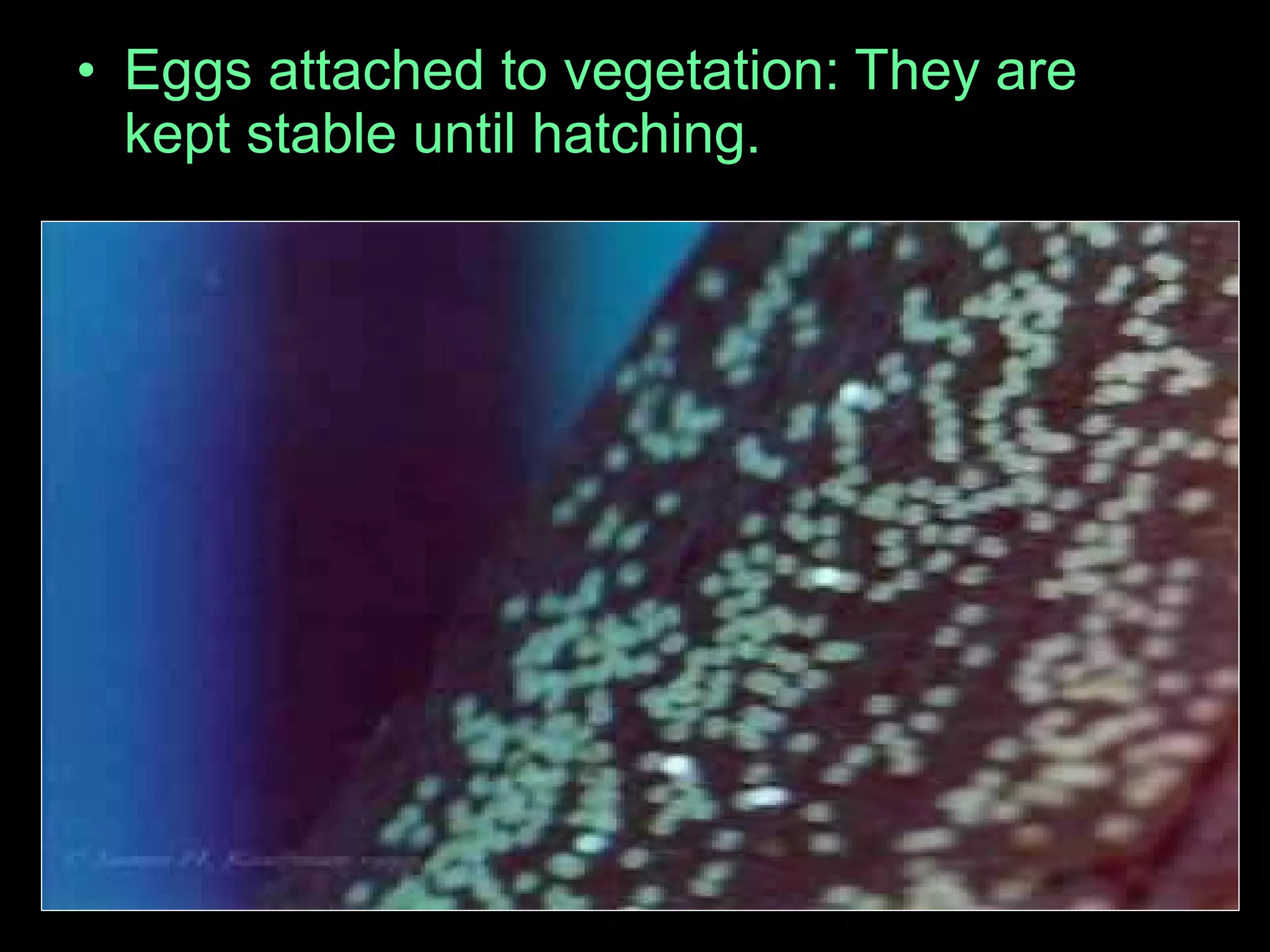 • Eggs attached to vegetation: They are
kept stable until hatching.
 