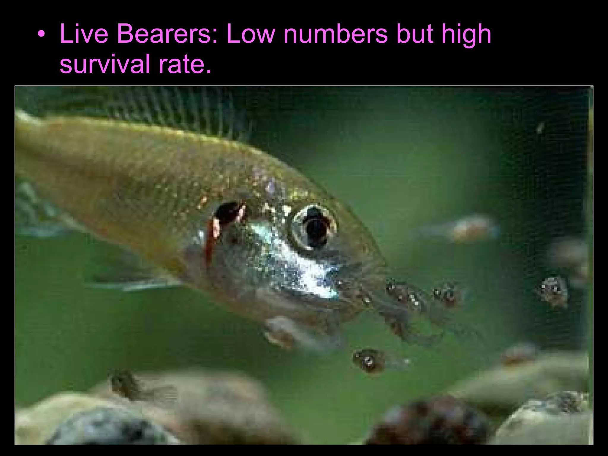 • Live Bearers: Low numbers but high
survival rate.
 