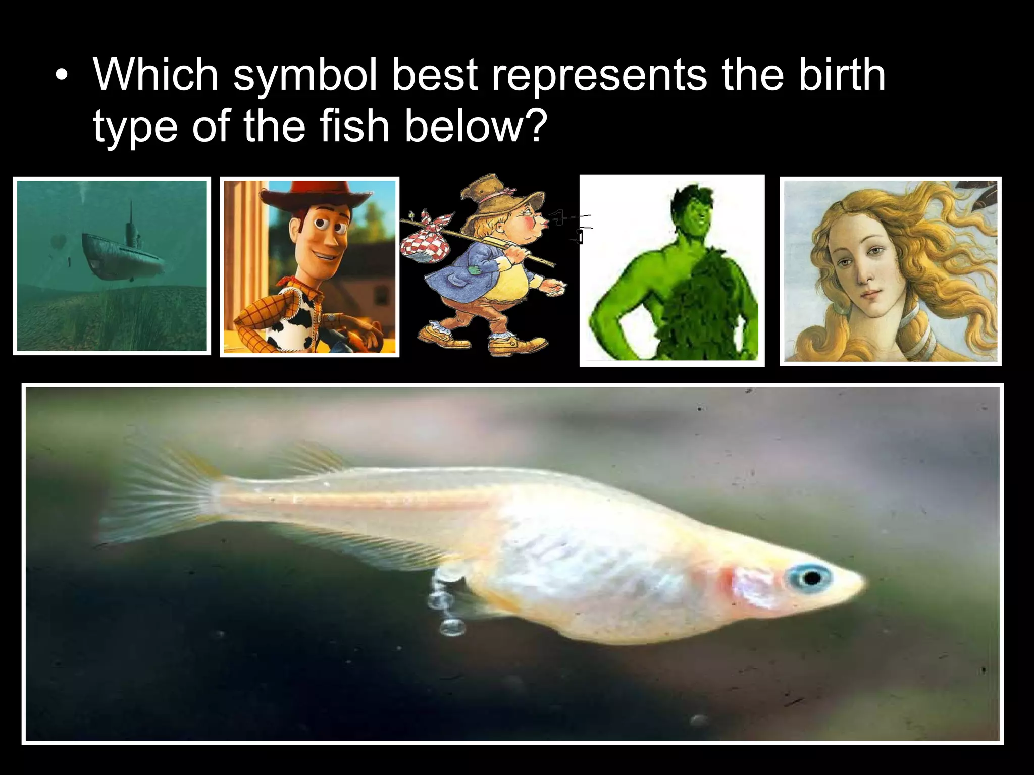 • Which symbol best represents the birth
type of the fish below?
 