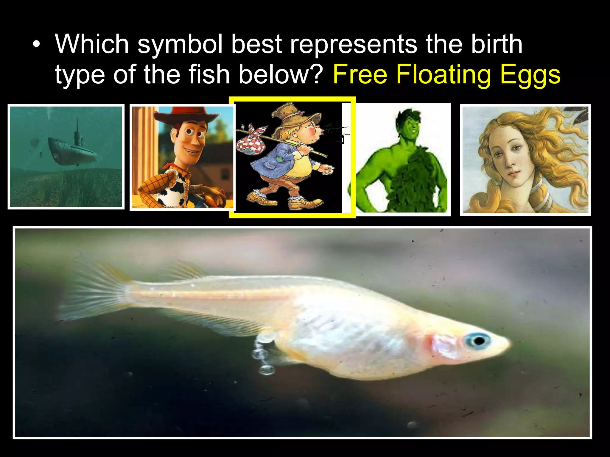 • Which symbol best represents the birth
type of the fish below? Free Floating Eggs
 